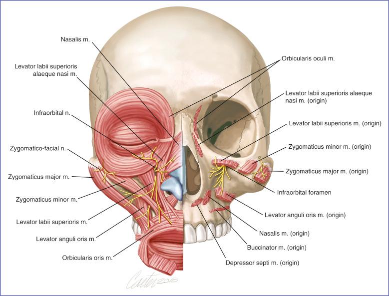 Fig. 10.3, Midface skeletal, nervous, and muscular anatomy.