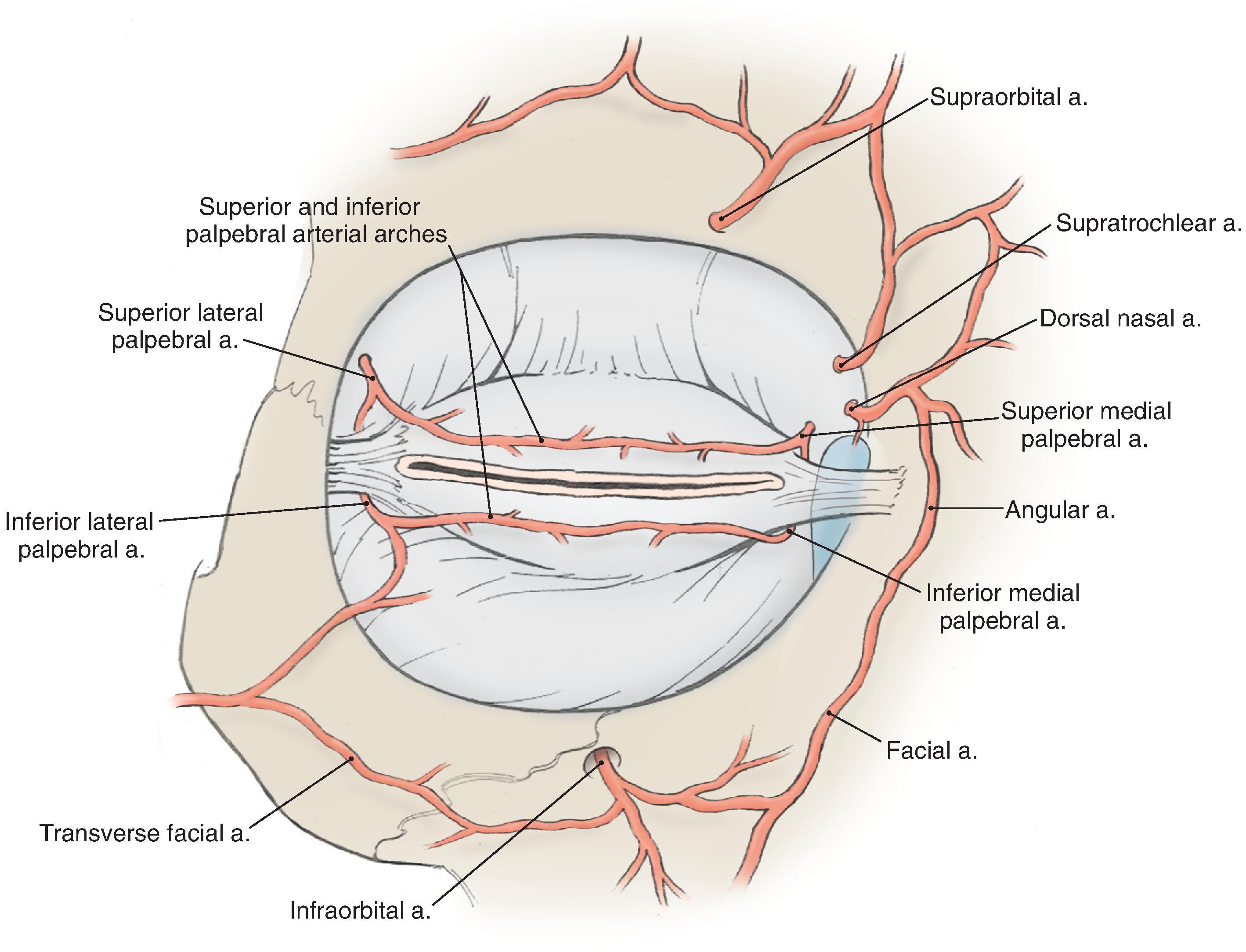 FIG. 17.4, Vascular supply to the eyelids.