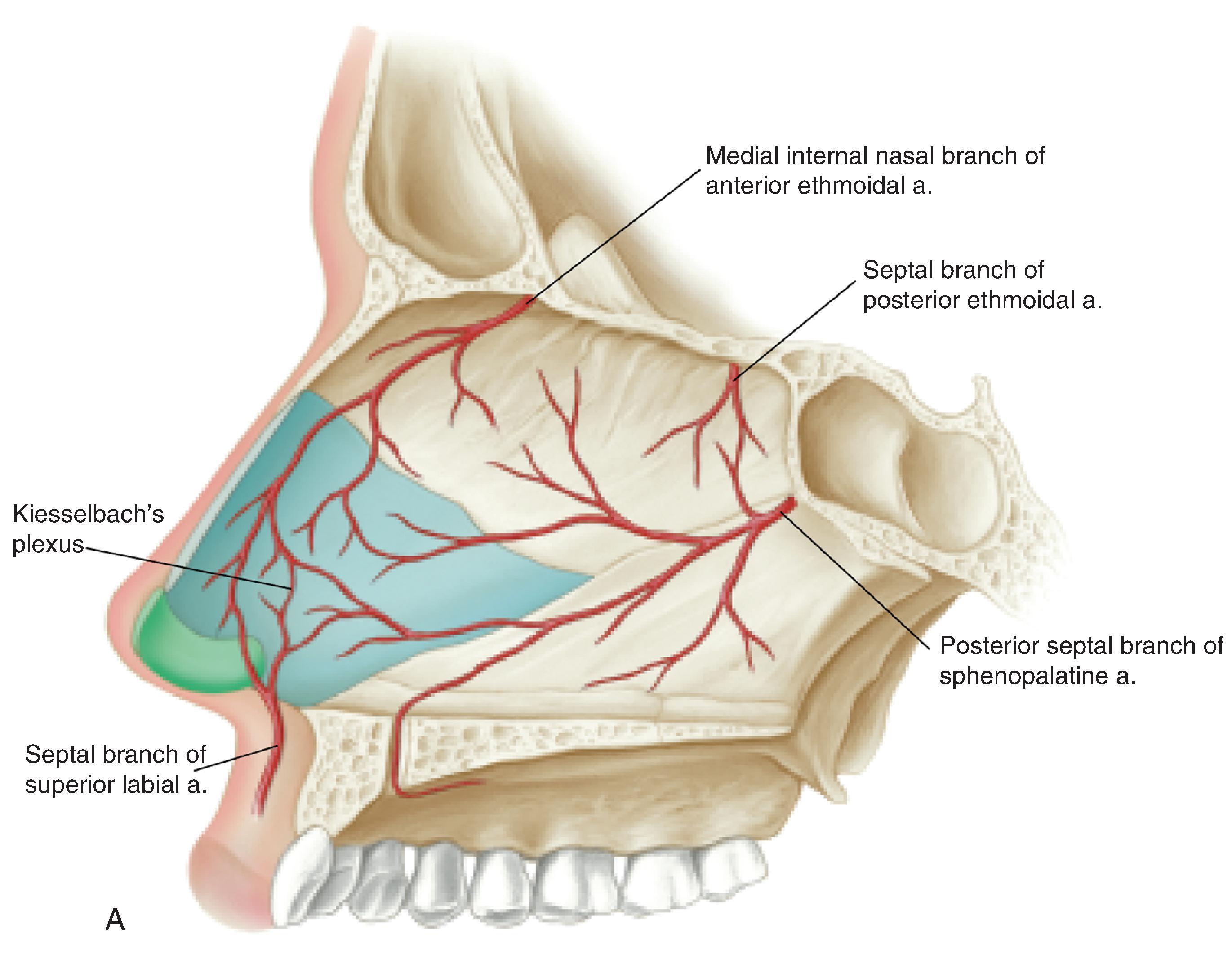 FIG. 18.3, A , B , Arterial blood supply of left septum and right lateral wall of nasal cavity. (From Jewett BS: Anatomic considerations. In Baker SR [ed]: Principles of Nasal Reconstruction, 2nd ed. Springer, 2011, pp 21-22, Figs. 2.10, 2.11, with permission.)