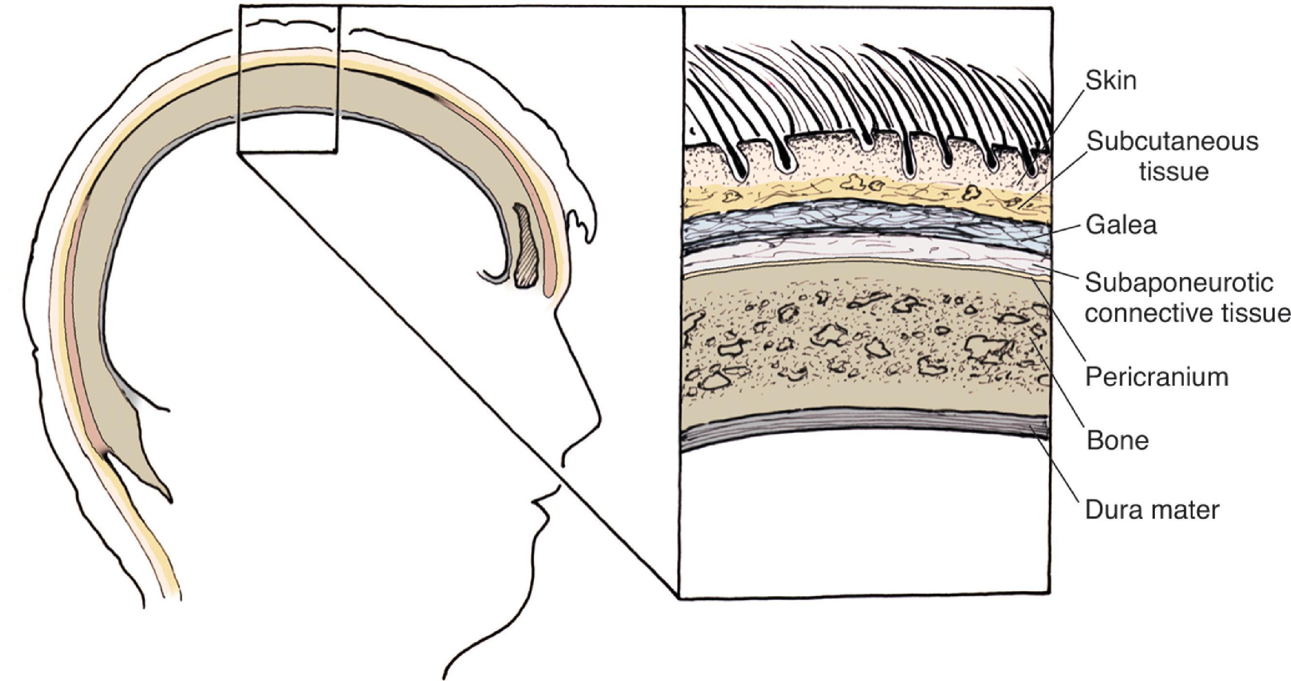 Fig. 24.1, Scalp anatomy.