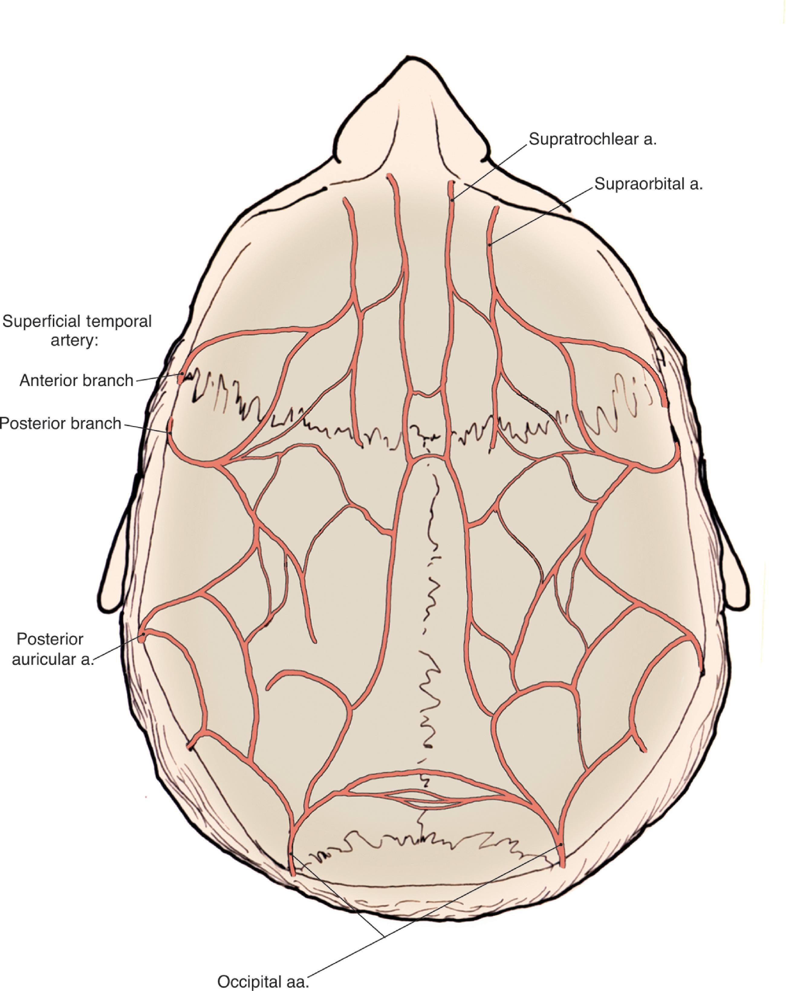 FIG. 24.4, Vascular anatomy of the scalp.