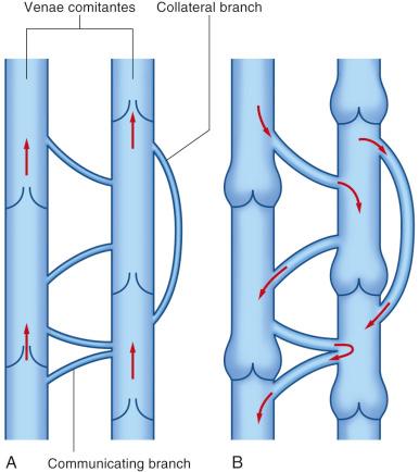 Figure 47.4, Interconnecting veins allow retrograde blood flow despite valves in the venae comitantes.