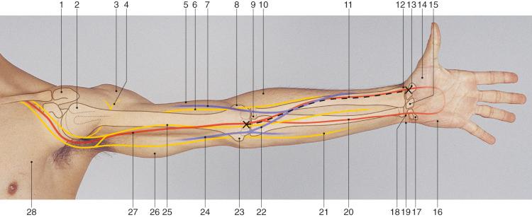 Figure 47.5, Anatomic landmarks.