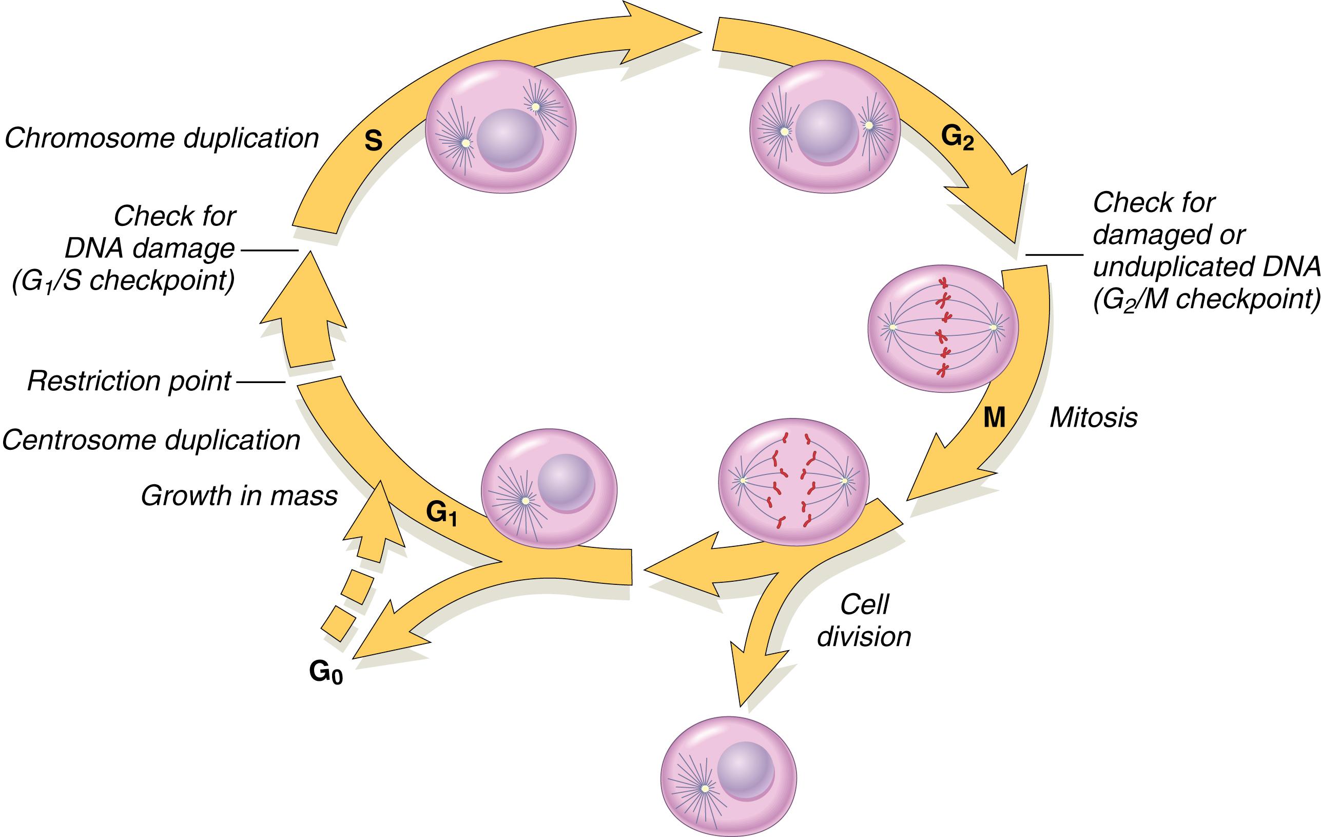 Fig. 12.1, The cell cycle. The figure shows the cell cycle phases (G 0 , G 1 , G 2 , S, and M), the location of the G 1 restriction point, and the G 1 /S and G 2 /M cell cycle checkpoints.