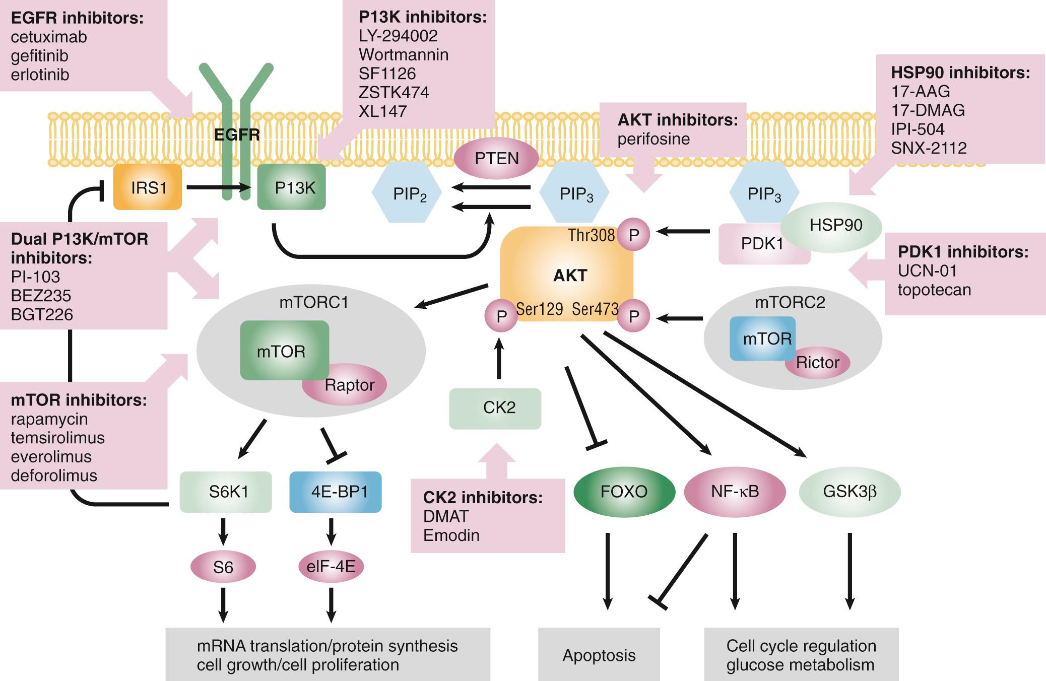 Fig. 110.3, The epithelial growth factor receptor (EGFR) pathway and associated downstream pathways (PI3k-AKT-mTOR) and drugs that target these pathways are shown.