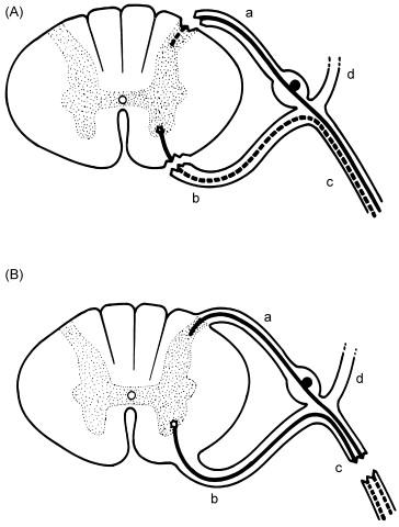 Figure 12.1, Configuration of vertebrae and nerve root. (A) Preganglionic. (B) Postganglionic. a, dorsal root; b, ventral root; c, anterior primary ramus; d, posterior primary ramus.