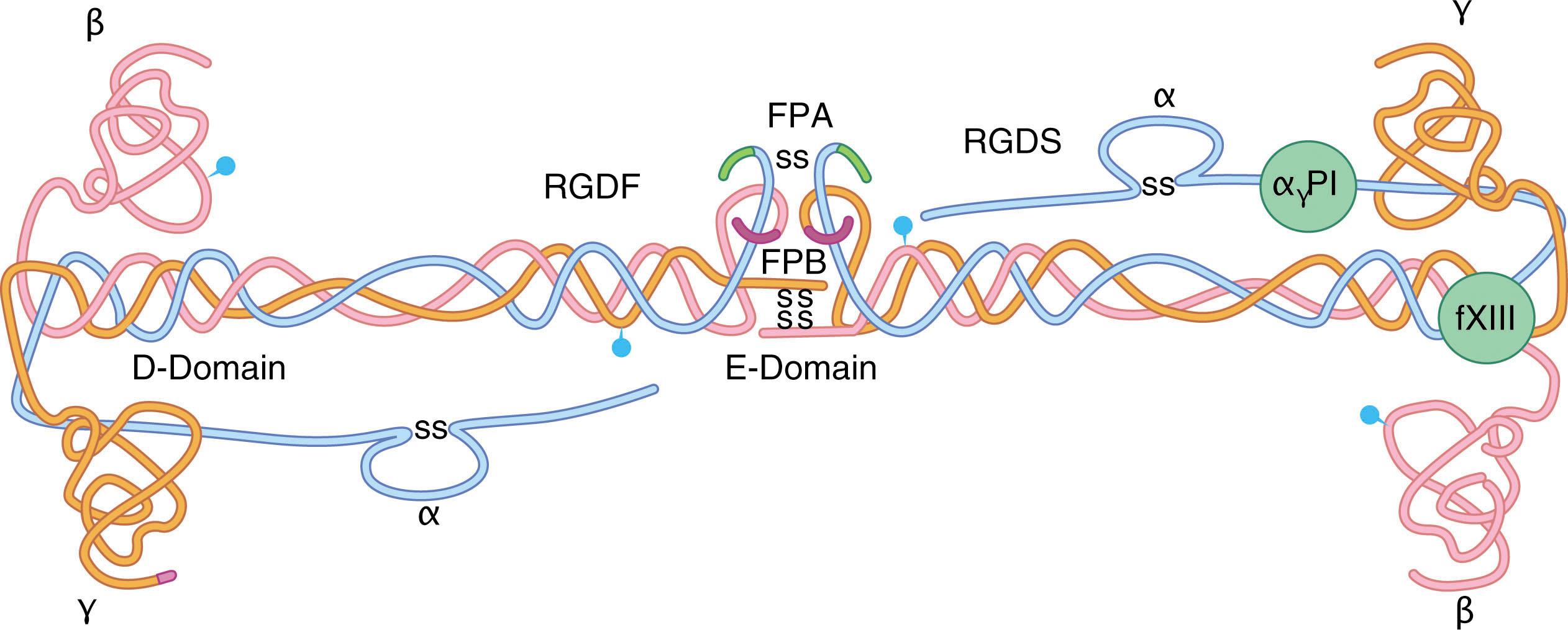 Figure 135.3, MODEL OF HUMAN FIBRINOGEN.