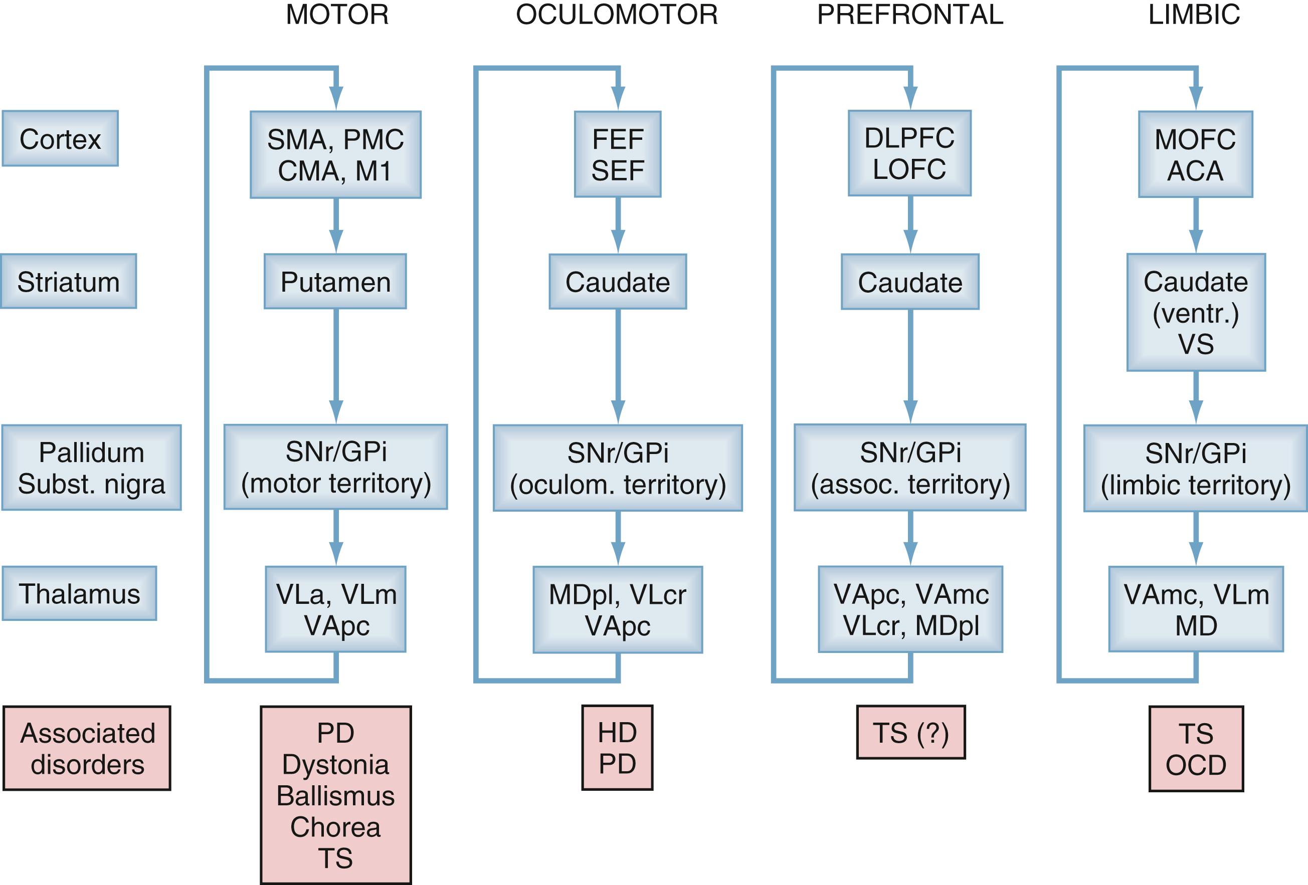 Figure 103.1, Circuit anatomy of cortex–basal ganglia–thalamocortical circuits.