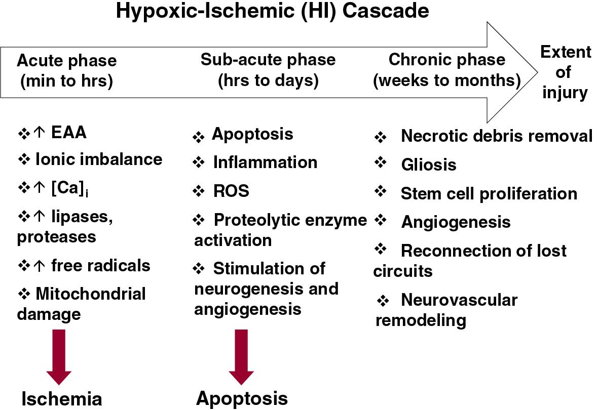 Fig. 7.1, There are multiple mechanisms that mediate brain injury among term infants; the temporal profile of these mechanisms overlaps but extends for periods from the initial hours to weeks following a hypoxic-ischemic event.