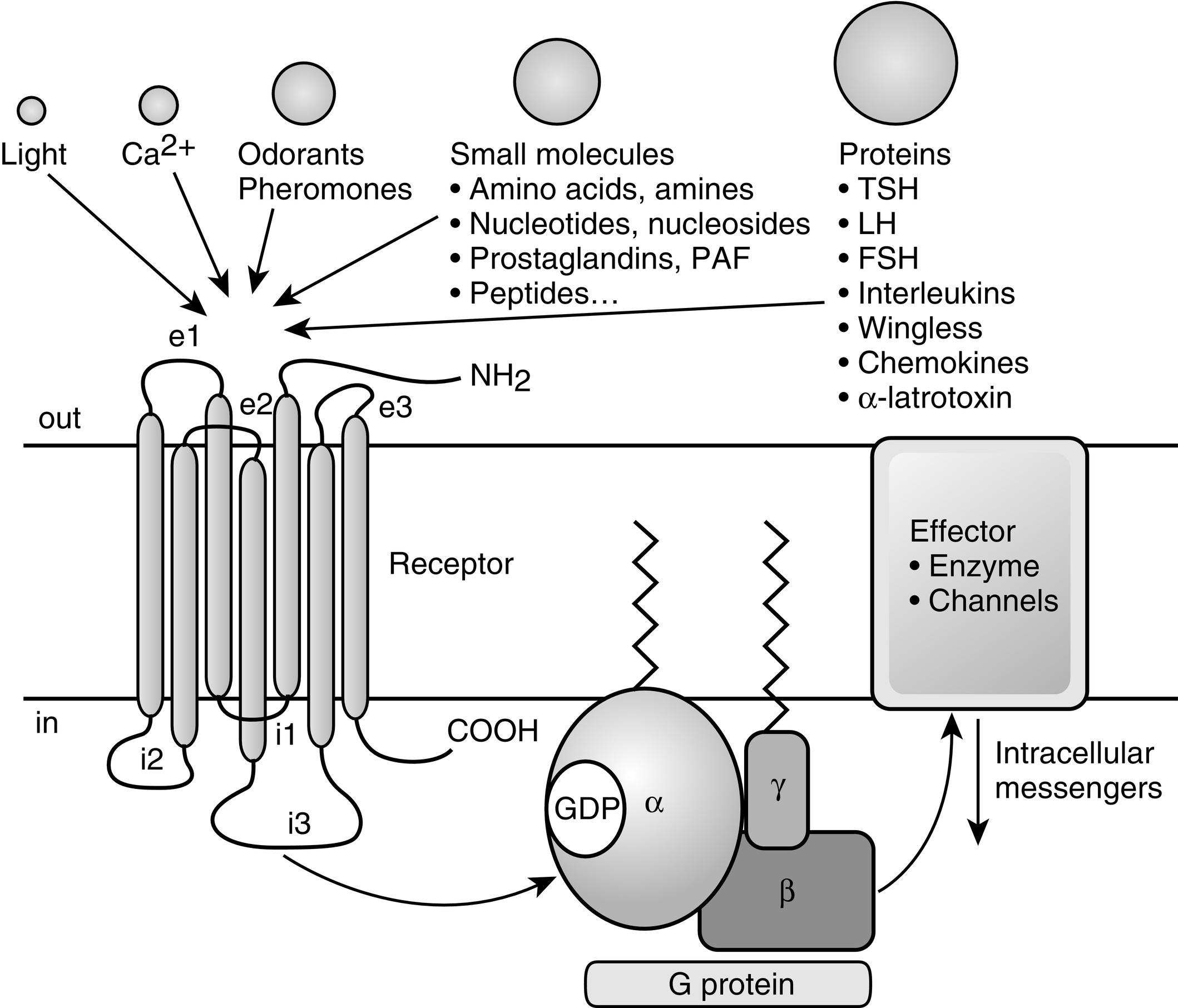 Fig. 3.1, G protein–coupled receptor (GPCR) structure and function. GPCRs have an amino-terminal extracellular domain, seven putative transmembrane domains separated by three extracellular loops (e1-e3) and three intracellular loops (i1-i3), and a carboxy-terminal intracellular domain. Ligand binding results in the exchange of guanosine 5’-triphosphate (GTP) for guanosine 5’-diphosphate (GDP), which induces dissociation of the G protein into a GTPα subunit and a βγ subunit. Then these subunits alter the activity of intracellular effector enzymes and transmembrane channels, resulting in the alteration of intracellular levels of second messengers that can include cyclic adenosine monophosphate and calcium.