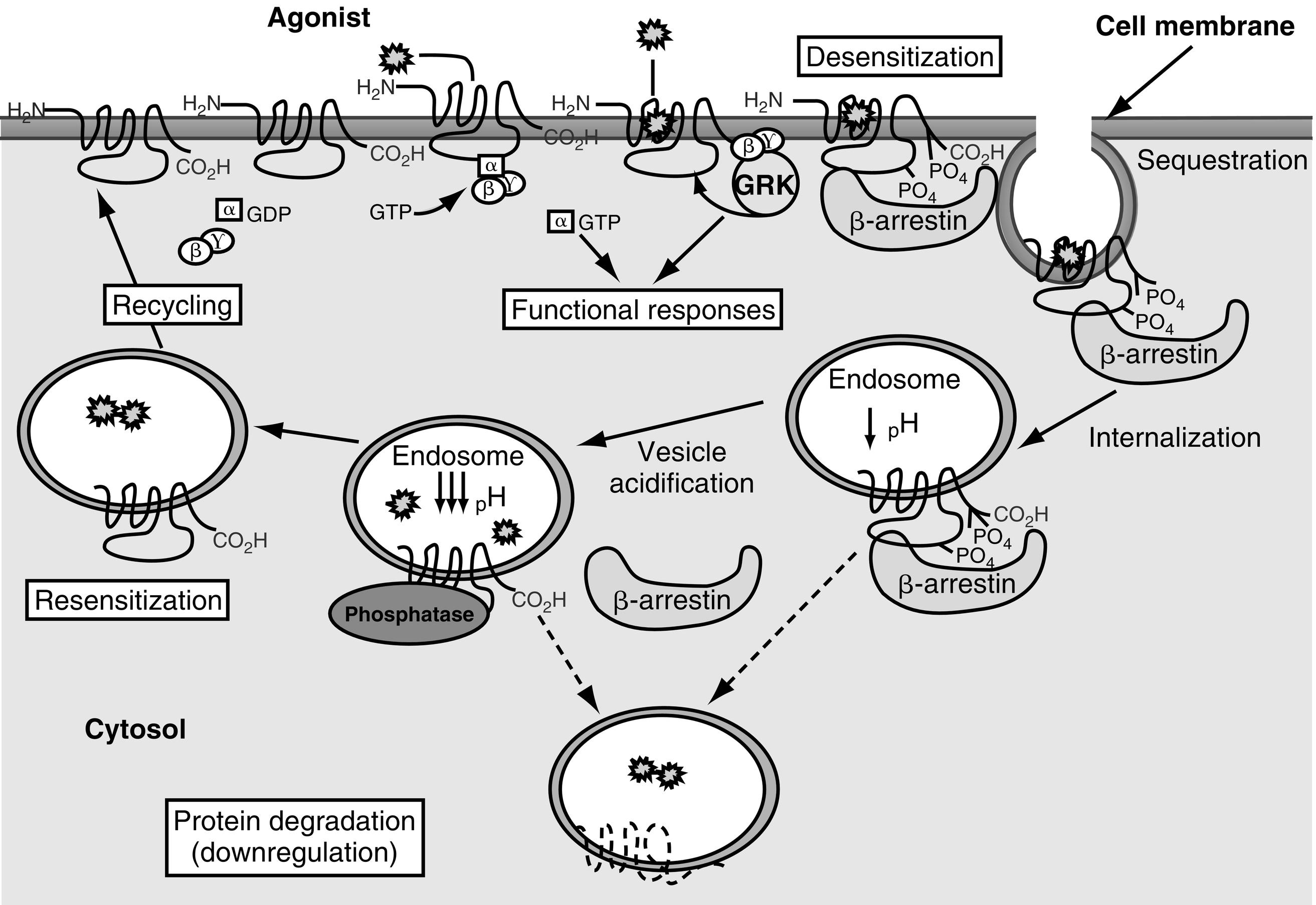 Fig. 3.2, Desensitization and recycling of G protein–coupled receptors (GPCRs). Shortly after an agonist binds a GPCR, G protein receptor kinases phosphorylation of serine and threonine residues in the third intracellular loop or the carboxy-terminal intracellular domain leads to activation of β-arrestin. Activation of β-arrestin inactivates adenylyl cyclase and initiates sequestration of the GPCR in clathrin-coated vesicles. Dephosphorylation of the sequestered receptor and subsequent disassociation of the receptor from β-arrestin is followed by recycling of the GPCR to the cell membrane. Alternatively, once sequestered, the GPCR can be destroyed in lysosomes.