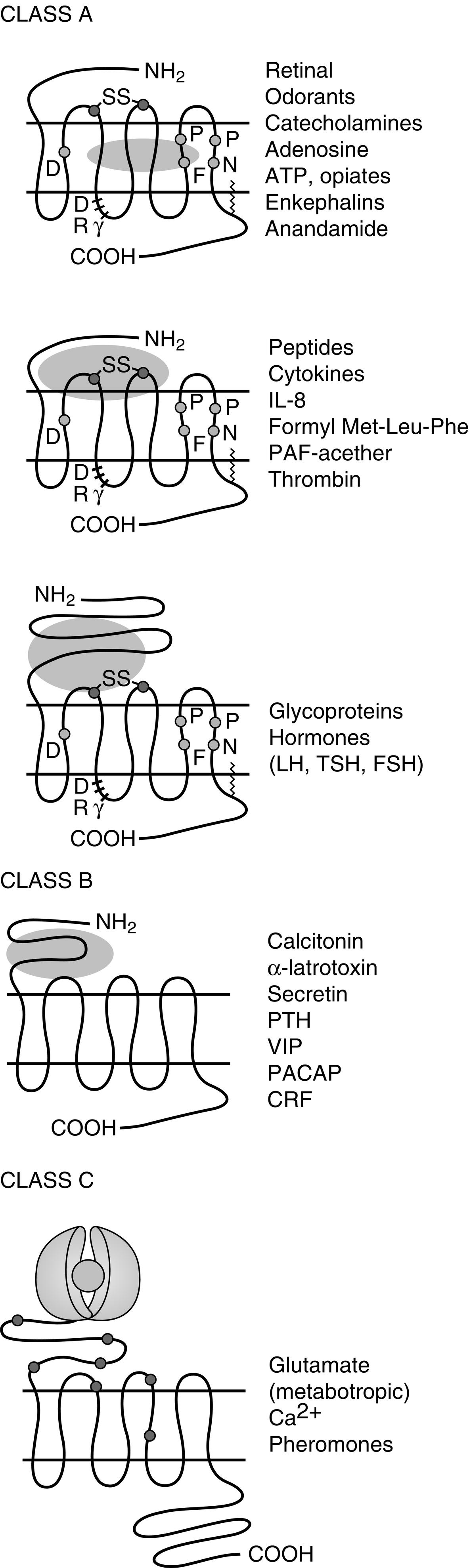 Fig. 3.3, Examples of class A, B, and C G protein–coupled receptors. The oval represents the ligand. These receptors can differ in amino acid sequence, in length of the amino-terminal extracellular and carboxy-terminal cytoplasmic domains, and in the receptor regions involved with ligand-receptor interactions.