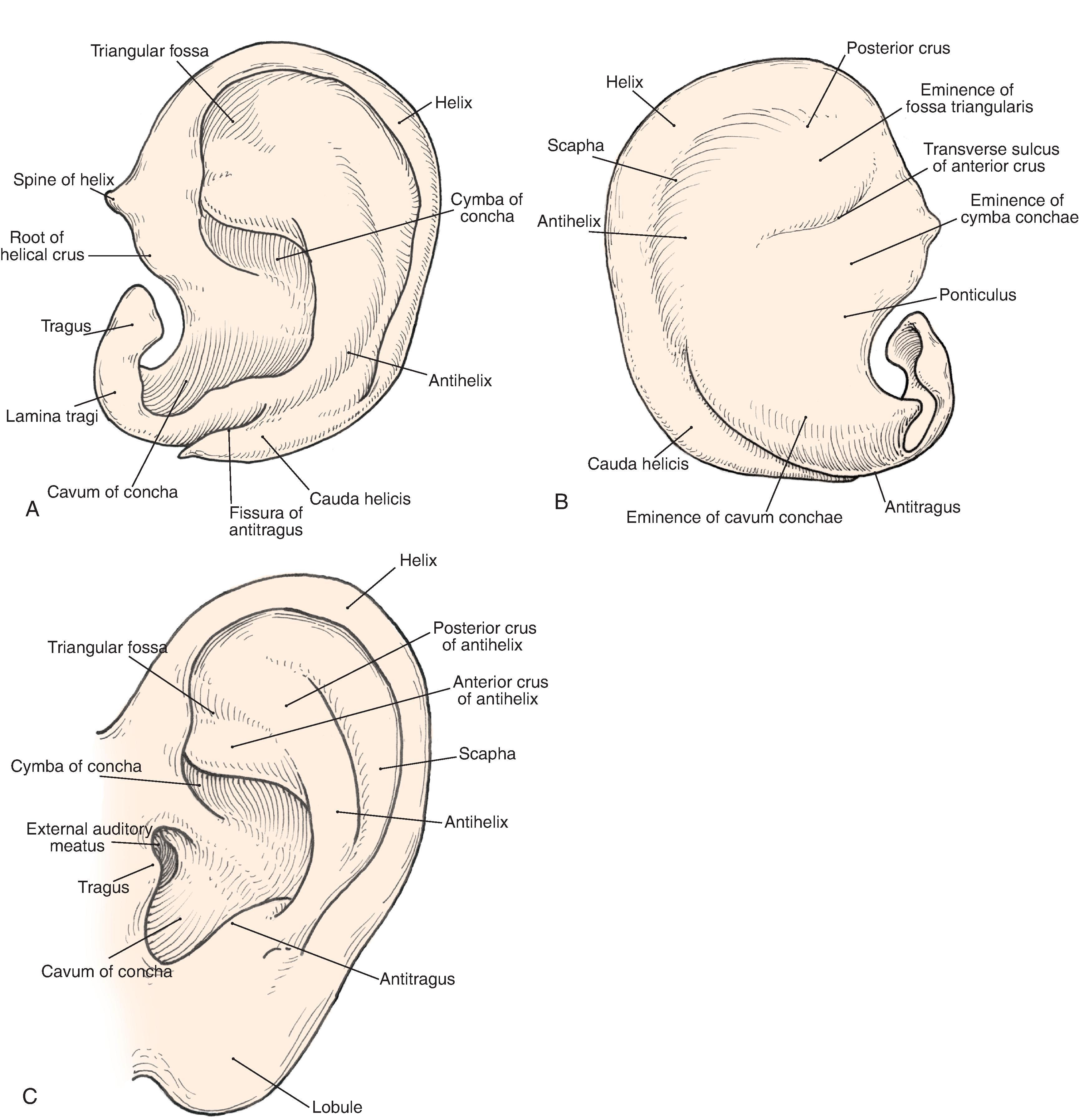 FIG. 22.1, Auricular cartilage anatomy. A , Lateral aspect. B , Medial aspect. C , Topographic landmarks of lateral surface of auricle.