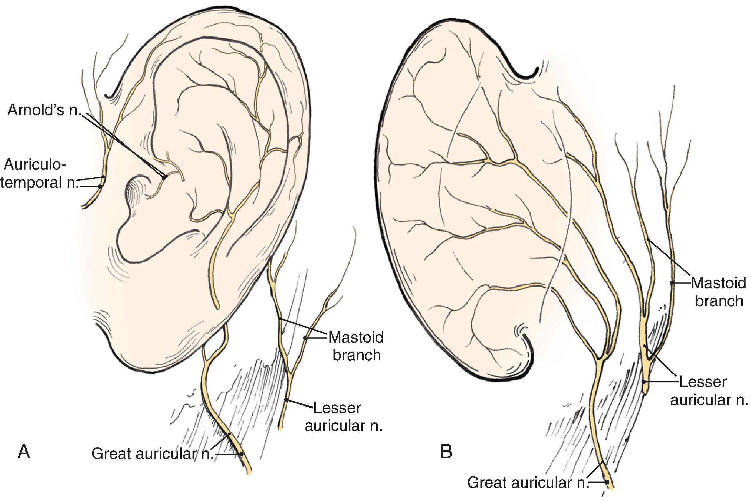 FIG. 22.3, Sensory innervation of auricle. A , Lateral aspect. B , Medial aspect.