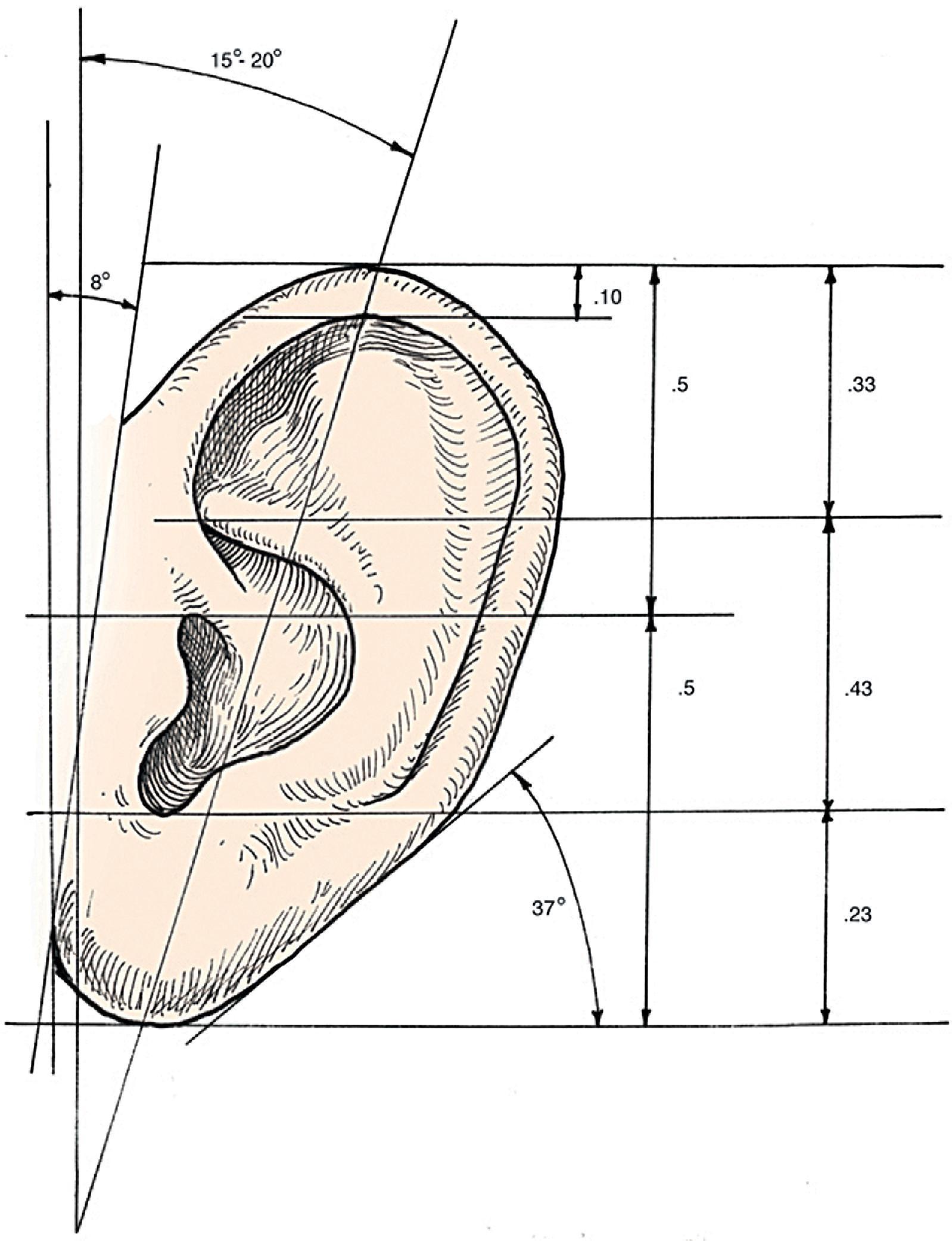 FIG. 22.4, Proportions and orientation of normal auricle.