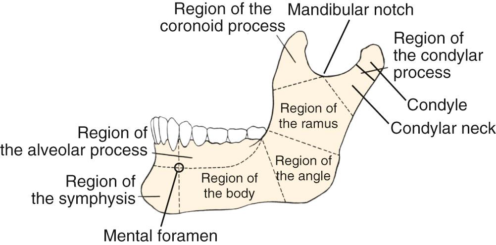 Fig. 92.1, Sagittal view of mandibular anatomy.