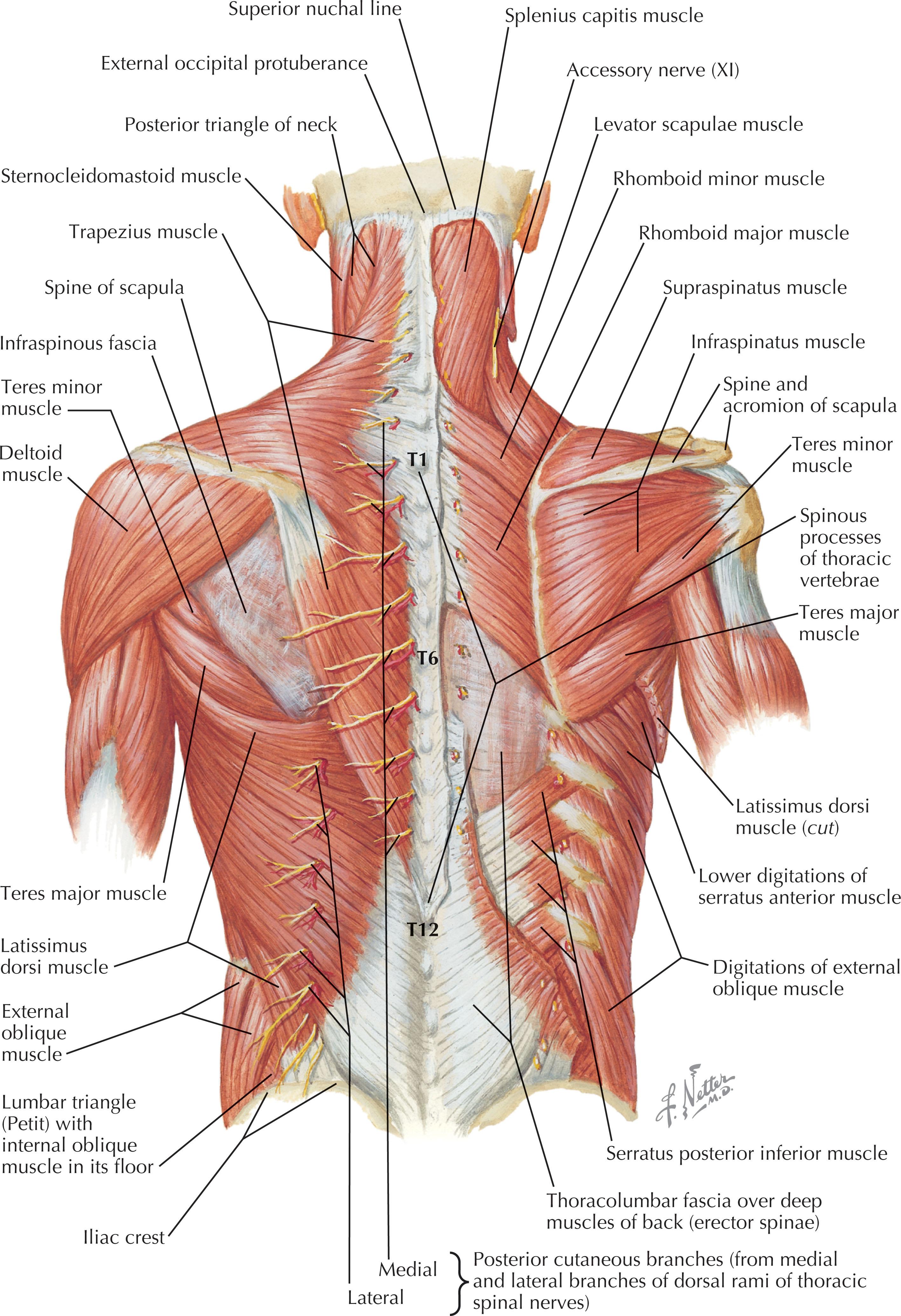Figure 12.1, Extrinsic muscles of the back. The extrinsic muscles of the back include the two workhorse flaps in the region: the latissimus dorsi and trapezius muscle flaps. Variations of these flaps allow for a variety of closure options in the posterior trunk region.