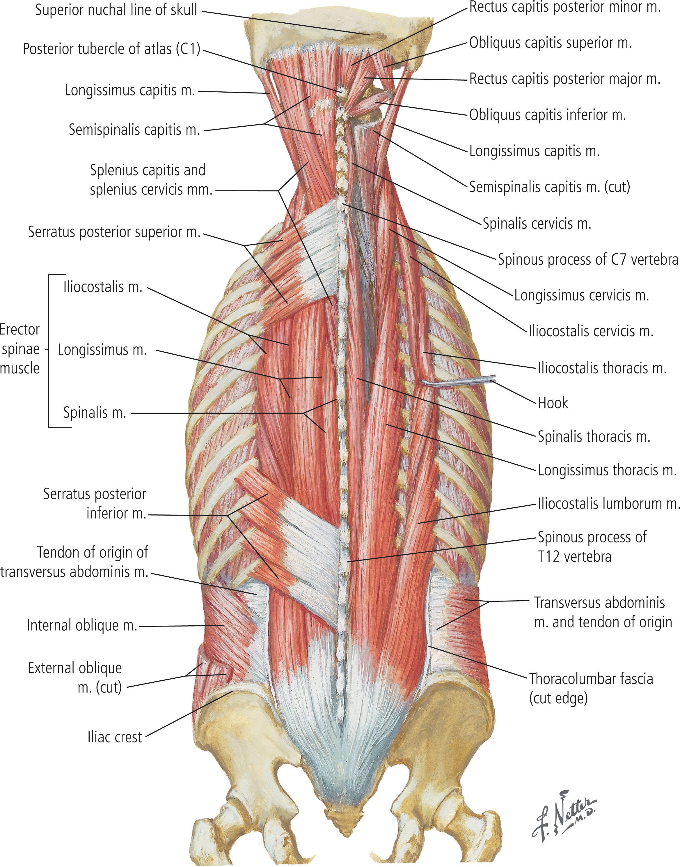 Figure 12.2, Intrinsic muscles of the back. The intrinsic muscles of the back include the paraspinous (erector spinae) muscle group, which are often utilized for the deep layer of a multilayered closure of midline back wounds.