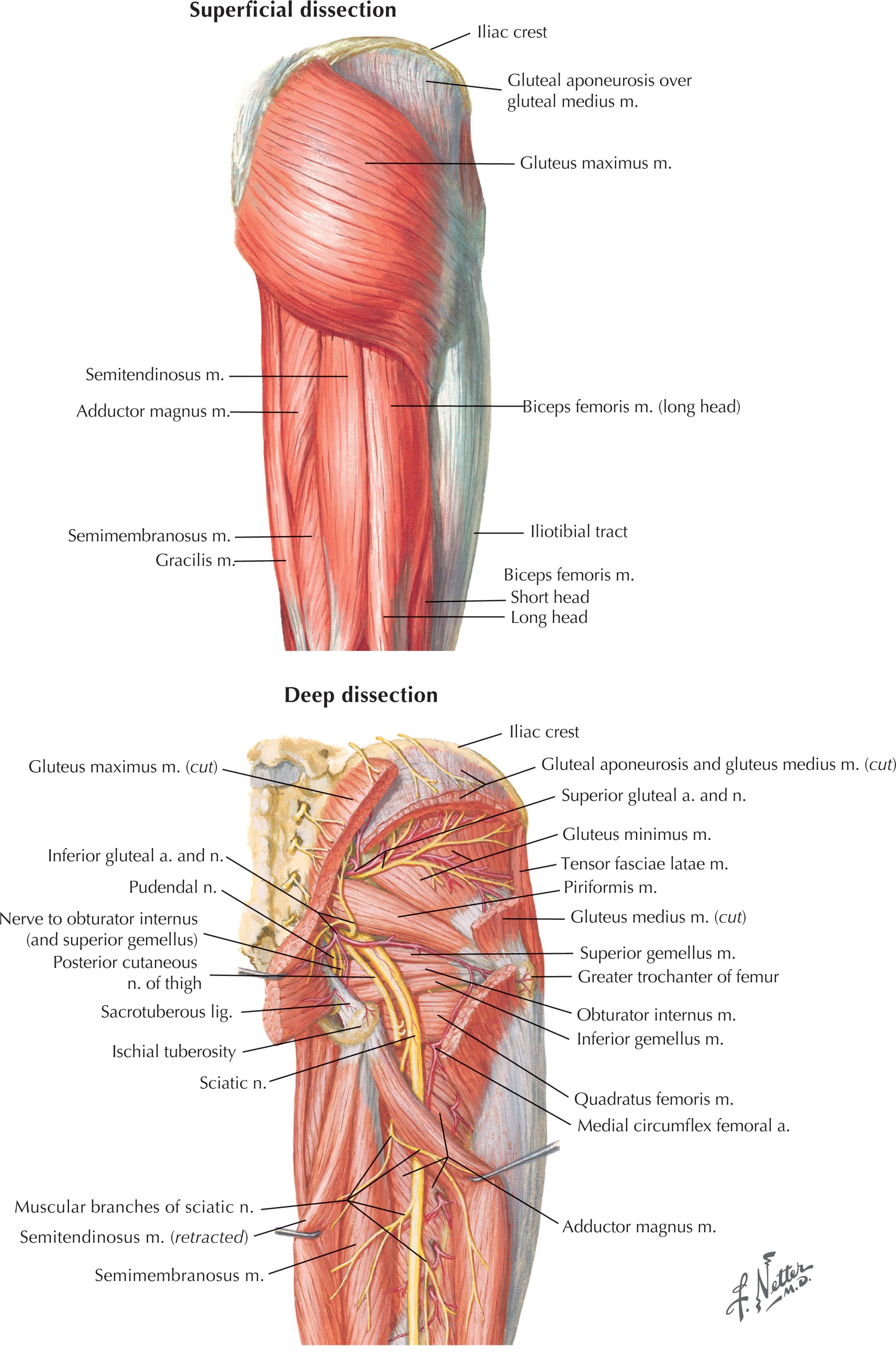 Figure 12.3, Muscles of the gluteal region. Due to its proximity to the lumbar region of the posterior trunk, gluteal flaps are often utilized for reconstruction of inferiorly located back wounds.