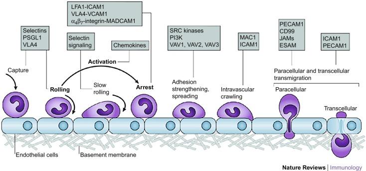 Fig. 65.1, The leukocyte adhesion cascade. The original three steps are shown in bold: rolling, which is mediated by selectins, activation, which is mediated by chemokines, and arrest, which is mediated by integrins. Progress has been made in defining additional steps: capture (or tethering), slow rolling, adhesion strengthening and spreading, intravascular crawling, and paracellular and transcellular transmigration. Key molecules involved in each step are indicated in boxes. ESAM , endothelial cell-selective adhesion molecule; ICAM1 , intercellular adhesion molecule 1; JAM , junctional adhesion molecule; LFA1 , lymphocyte function-associated antigen 1 (also known as α L β 2 -integrin); MAC1 , macrophage antigen 1; MADCAM1 , mucosal vascular addressin cell-adhesion molecule 1; PSGL1 , P-selectin glycoprotein ligand 1; PECAM1 , platelet/endothelial-cell adhesion molecule 1; PI3K , phosphoinositide 3-kinase; VCAM1 , vascular cell-adhesion molecule 1; VLA4 , very late antigen 4 (also known as α 4 β 1 -integrin).