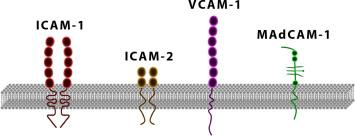 Fig. 65.3, The immunoglobulin superfamily of integrin ligands. Of these ICAM-1 and MAdCAM-1 have been targeted for the treatment of IBD.