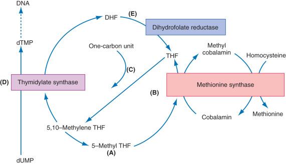 FIG. 1.1, Folate and cobalamin in the synthesis of DNA and methionine. Folates conjugated with multiple glutamic acid residues (folate polyglutamates) are deconjugated during absorption in the duodenum and jejunum. Folate monoglutamates then undergo conversion to N5-methyl tetrahydrofolate (N5-methyl THF), the main form of folate transported in plasma and taken up by cells (A). Demethylation of N5-methyl THF (B) yields tetrahydrofolate (THF), which undergoes polyglutamation needed for cellular retention of folate. This methyltransferase reaction requires cobalamin as an intermediate with transfer of the methyl group to homocysteine to generate methionine. THF, as an intermediate, accepts a one-carbon unit (C). The folate derivative N5,N10-methylene THF donates the one-carbon unit to the reaction catalyzed by thymidylate synthase (D). Both thymidylate (dTMP), a required component for DNA synthesis, and dihydrofolate (DHF) are produced. Dihydrofolate reductase reduces DHF back to THF (E).