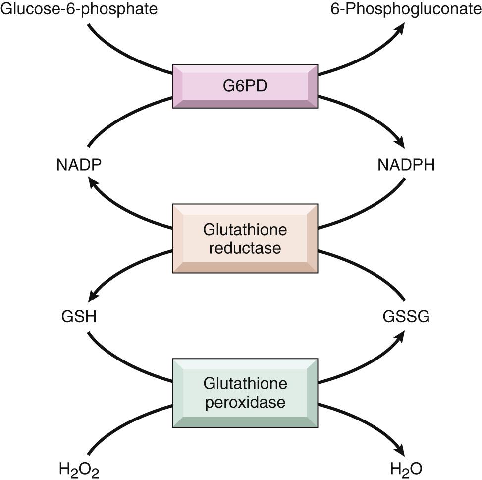 Figure 14.5, Role of glucose-6-phosphate dehydrogenase (G6PD) in defense against oxidant injury. Detoxification of H 2 O 2 , a potential oxidant, requires reduced glutathione (GSH), which is generated in a reaction that requires reduced nicotinamide adenine dinucleotide (NADPH). The synthesis of NADPH depends on the activity of G6PD. GSSG, Oxidized glutathione; NADP, nicotinamide adenine dinucleotide phosphate.