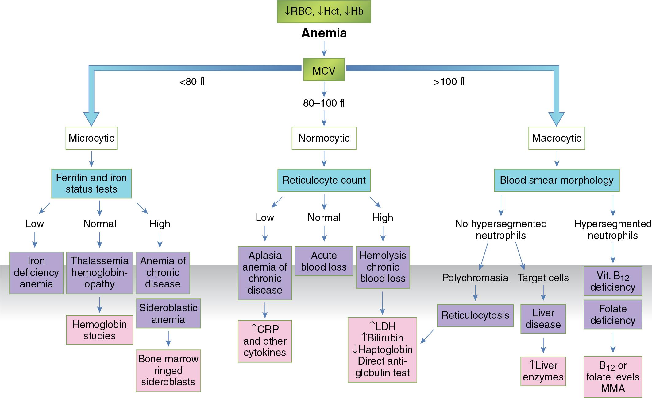 FIGURE 76.11, Mean cell volume–based algorithmic approach to anemia diagnosis. CRP, C-reactive protein; Hb, hemoglobin; Hct, hematocrit; LDH, lactate dehydrogenase; MCV, mean cell volume; MMA, methyl malonic acid; RBC, red blood cell.