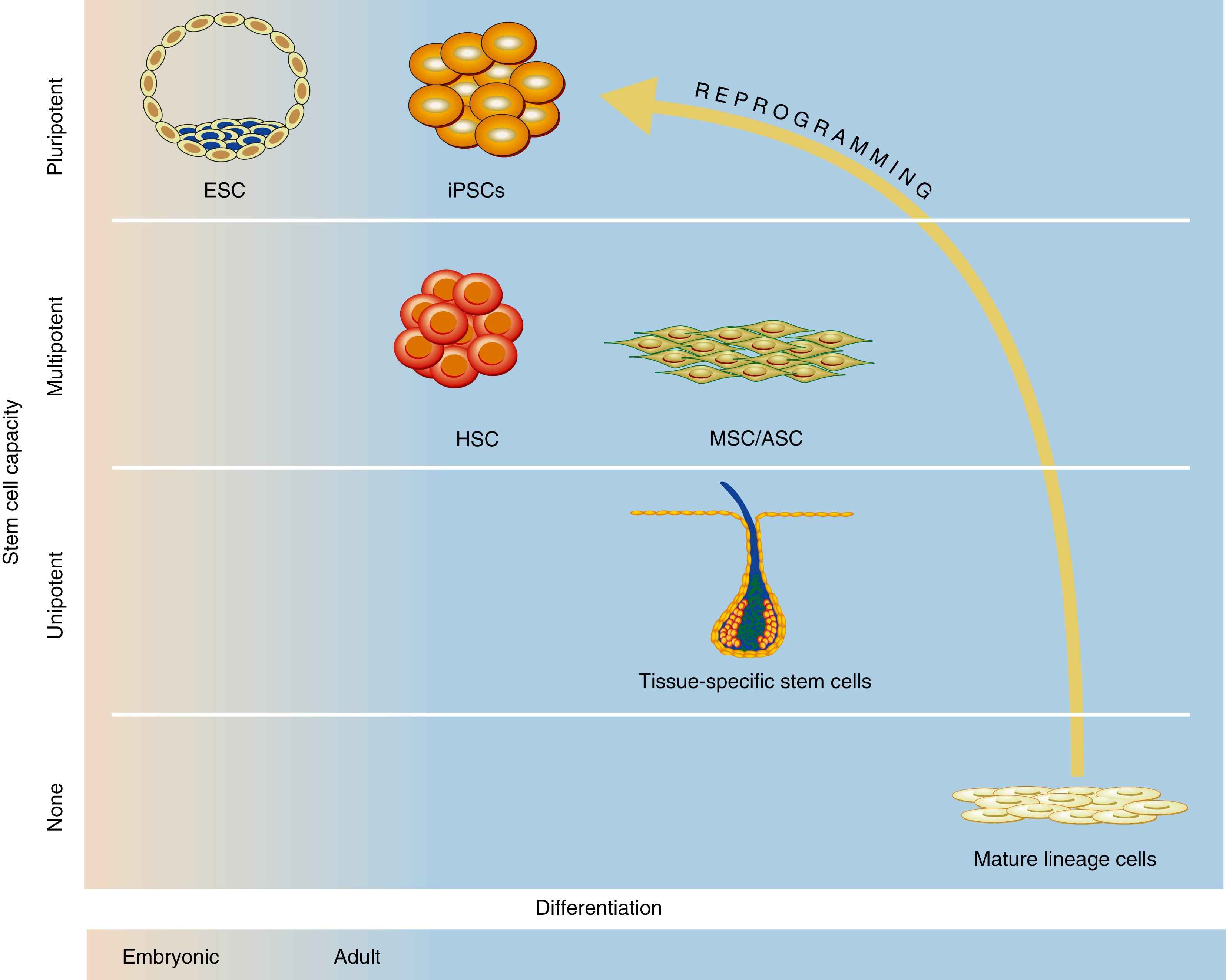 Fig. 7.1, Schematic of stem cell organization. Embryonic stem cells (ESCs), derived from the inner cell mass of the blastocyst, have the highest stem cell capacity (pluripotent) and are the least committed to any tissue lineage. Adult stem cells, such as hematopoietic stem cells (HSCs) and mesenchymal stem cells (MSCs) , have differentiation fates limited to certain tissue lineages (multipotent) and remain in a relatively undifferentiated state at rest but become activated upon injury. Tissue-specific stem cells, such as skin follicular bulge cells, are limited to producing a single cell and tissue type (unipotent) and retain considerable proliferative capacity to regenerate their specific tissue. Mature lineage cells, such as epithelial cells, do not have regenerative potential. Induced pluripotent stem cells (iPSCs) are mature lineage cells or adult stem cells that have been reprogrammed to a state of relative pluripotency and have much of the same regenerative potential as ESCs. ASC , Adipose stem cell.