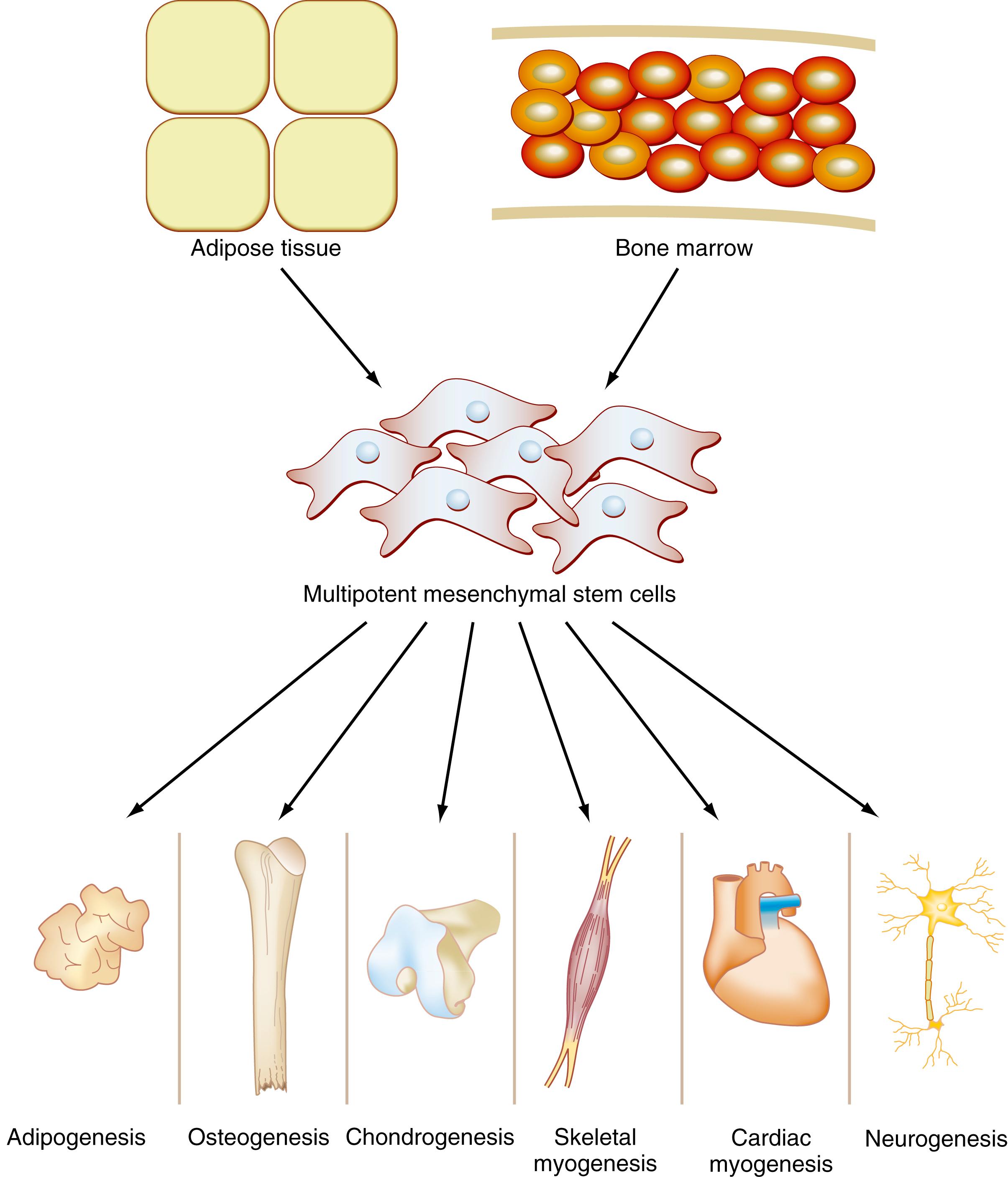 Fig. 7.2, Adult multipotent mesenchymal stem cells (MSCs) can be isolated from adipose tissue (adipose stem cells [ASCs]) or from bone marrow (MSCs). These cells have been shown to differentiate into multiple tissue types in vitro, including adipose (adipogenesis), bone (osteogenesis), cartilage (chondrogenesis), skeletal and cardiac muscle (skeletal and cardiac myogenesis), and nerve (neurogenesis) tissues. There has been varying success in experimentally differentiating these cells into these tissue types in vivo, a necessary step before adult multipotent stem cells can be used clinically for regenerative medicine applications.