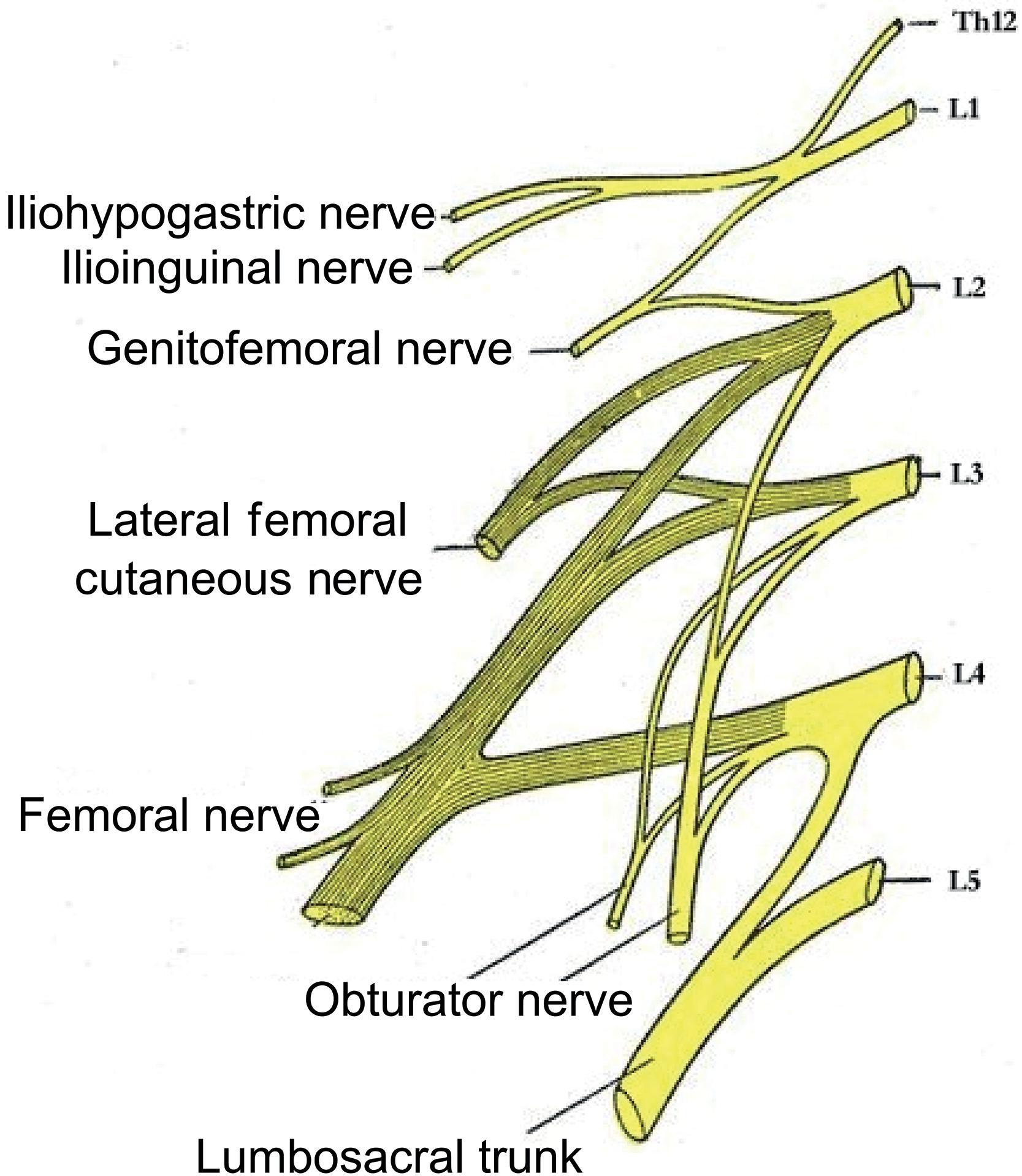 Figure 26.1, Lumbar Plexus.
