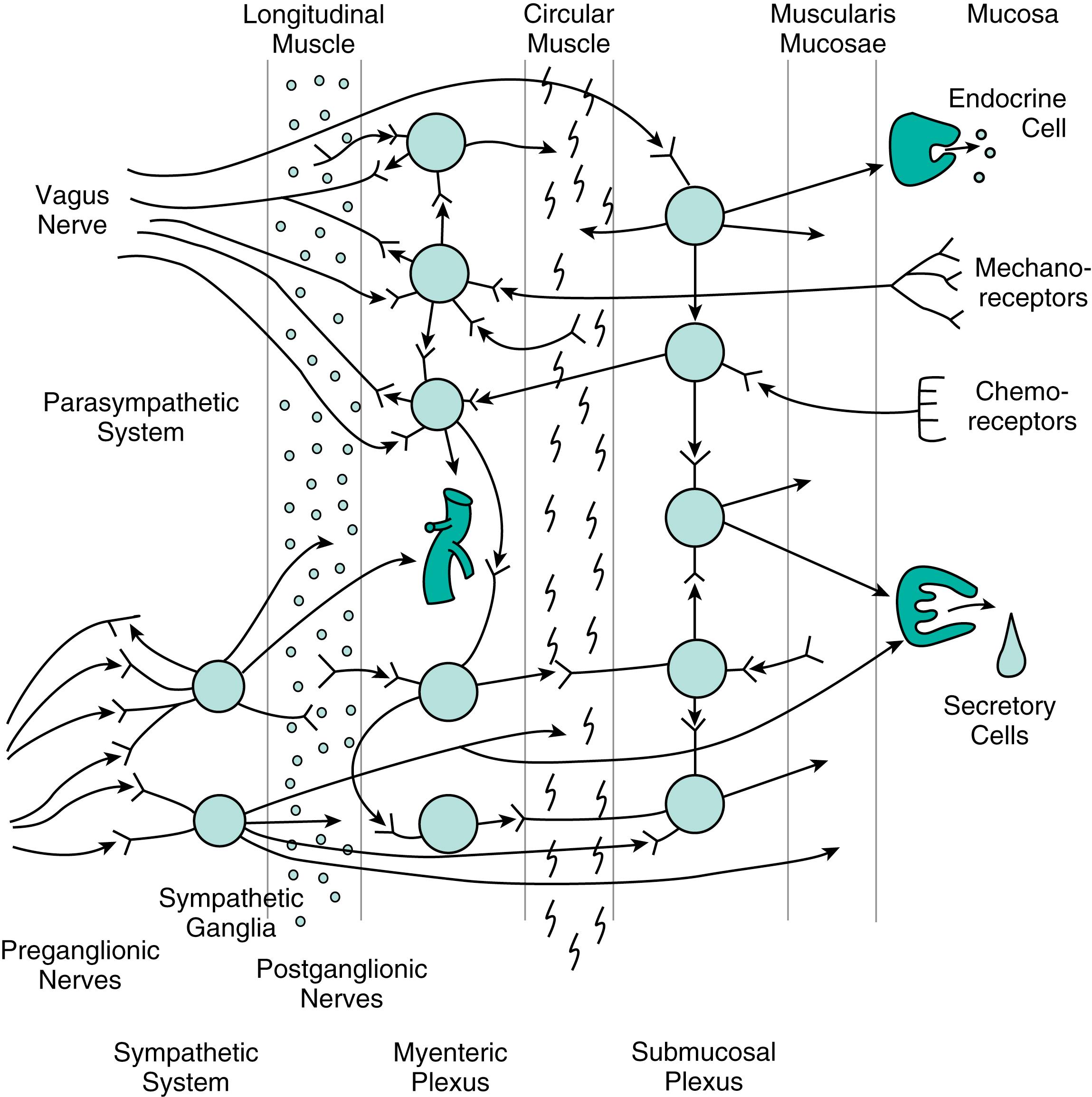 Fig. 2.2, The integration of the extrinsic (parasympathetic and sympathetic) nervous system with the enteric (myenteric and submucosal plexuses) nervous system. The preganglionic fibers of the parasympathetic synapse with ganglion cells located in the enteric nervous system. Their cell bodies, in turn, send signals to smooth muscle, secretory, and endocrine cells. They also receive information from receptors located in the mucosa and in the smooth muscle that is relayed to higher centers via vagal afferents. This may result in vagovagal (long) reflexes. Postganglionic efferent fibers from the sympathetic ganglia innervate the elements of the enteric system, but they also innervate smooth muscle, blood vessels, and secretory cells directly. The enteric nervous system relays information up and down the length of the gastrointestinal tract, and this may result in short or intrinsic reflexes.