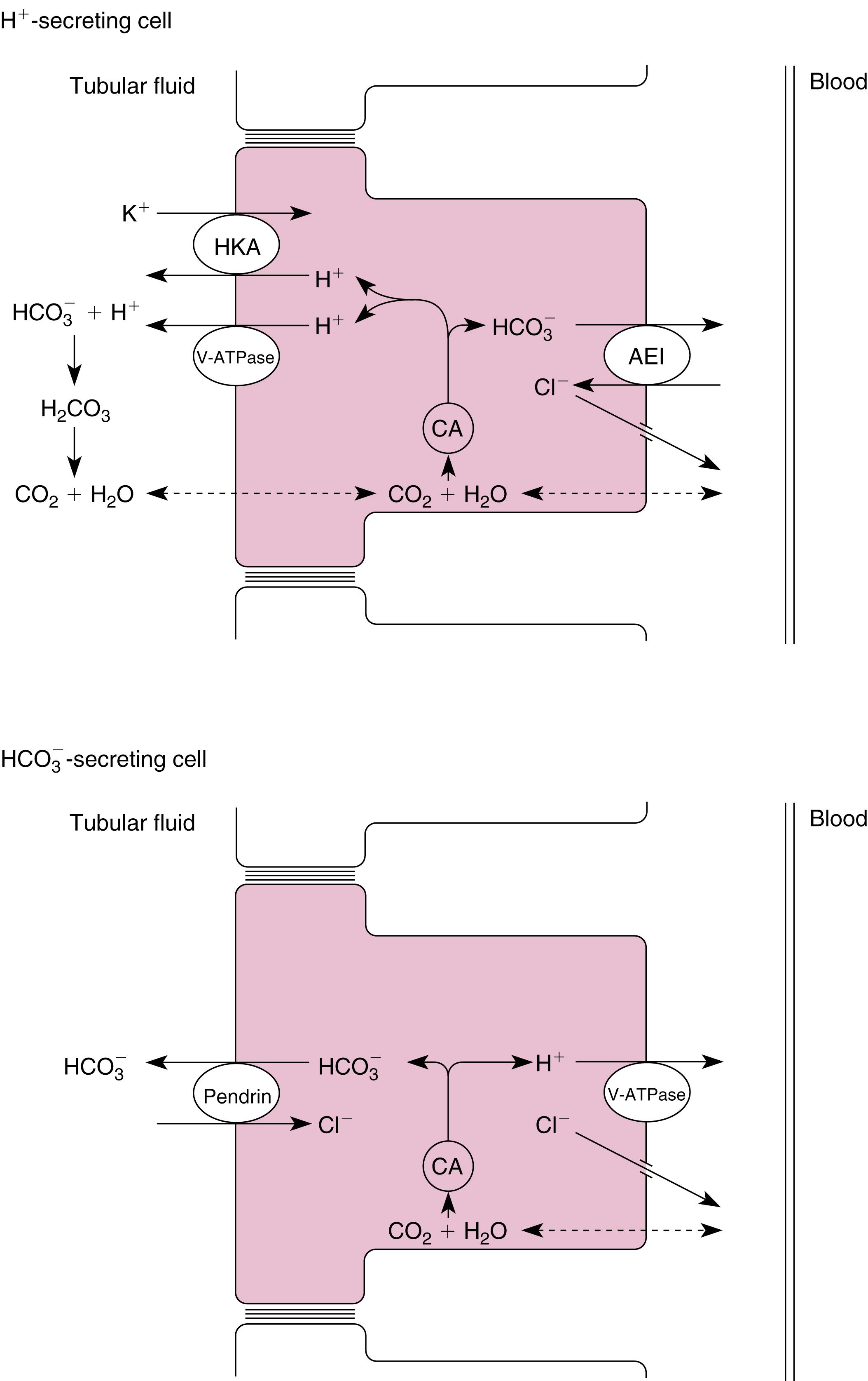 Fig. 8.4, Cellular mechanisms for the reabsorption and secretion of HCO−3 HCO3− by intercalated cells of the collecting duct. See the text for details. In the H + -secreting intercalated cell, Cl – also may exit the cell across the basolateral membrane via a K + -Cl – symporter (KCC4, not shown). The HCO−3 HCO3- -secreting intercalated cell also expresses H + -K + -ATPase in its apical membrane (not shown). AE1, anion exchanger 1; CA, carbonic anhydrase; HCO−3 HCO3− , bicarbonate; H 2 CO 3 , carbonic acid; HKA, H + -K + –adenosine triphosphatase; V-ATPase, vacuolar adenosine triphosphatase.