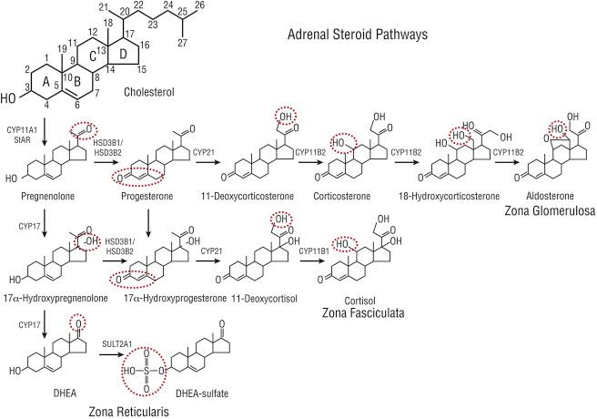 Figure 24.1, Adrenal steroid pathways leading to mineralocorticoid, glucocorticoids, and adrenal androgens. Enzymes involved include cholesterol side-chain cleavage (CYP11A1), 3beta-hydroxysteroid dehydrogenase type 2 (HSD3B2), 17alpha-hydroxylase, 17,20-lyase (CYP17), 21-hydroxylase (CYP21), 11beta-hydroxylase (CYP11B1), and aldosterone synthase (CYP11B2). Steroidogenic acute regulatory (StAR) protein is needed for the rate-limiting movement of cholesterol to CYP11A1 in the inner mitochondrial membrane.