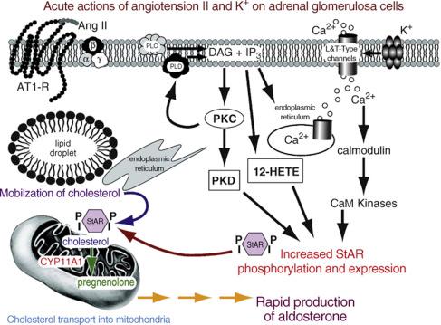 Figure 24.2, The acute regulation of aldosterone production is primarily regulated by angiotensin II (AngII) and extracellular potassium (K + ). AngII binds type 1 AngII receptors (AT1-R) activating phospholipase C (PLC) to release diacylglycerol (DAG) and inositol 1,4,5-trisphosphate (IP3). PLC activation also increases cellular levels of 12-HETE. DAG activates protein kinase C (PKC) and protein kinase D (PKD) and phospholipidase D (PLD). In turn, IP3 causes release of intracellular calcium stores. Calcium-activated kinases (CaM kinases), 12-HETE, and PKD increase StAR protein levels and phosphorylation leading to increased cholesterol movement into the mitochondria. Within the mitochondria, cholesterol is converted to pregnenolone by P-450 side-chain cleavage (CYP11A1) which is then metabolized to aldosterone.