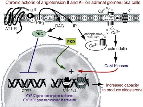 Figure 24.3, The chronic regulation of aldosterone production is regulated by AngII and potassium (K + ). AngII binds type 1 AngII receptors (AT1-R) to activate phospholipase C (PLC) activity, which releases diacylglycerol (DAG) and inositol 1,4,5-trisphosphate (IP3). DAG activates protein kinase C (PKC) and protein kinase D (PKD), and IP3 causes intracellular calcium release. PKC activation inhibits the transcription of 17alpha-hydroxylase (CYP17), while calcium and PKD increase transcription of aldosterone synthase (CYP11B2). This occurs through increased expression and phosphorylation of specific transcription factors that include Nurr1 and CREB. The increase in CYP11B2 increases the capacity to produce aldosterone. However, the effects of chronic changes in dietary sodium and potassium are not completely explained by the paradigm.