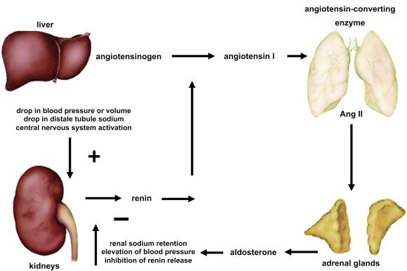 Figure 24.4, Aldosterone production is primarily regulated through a feedback loop that focuses on kidney production of renin. Once released, renin cleaves angiotensinogen to angiotensin I through the action of ACE to produce AngII. AngII is the primary hormonal regulator of adrenal aldosterone production. Aldosterone indirectly exerts negative feedback to decrease renin release through renal sodium retention and elevations in blood pressure.