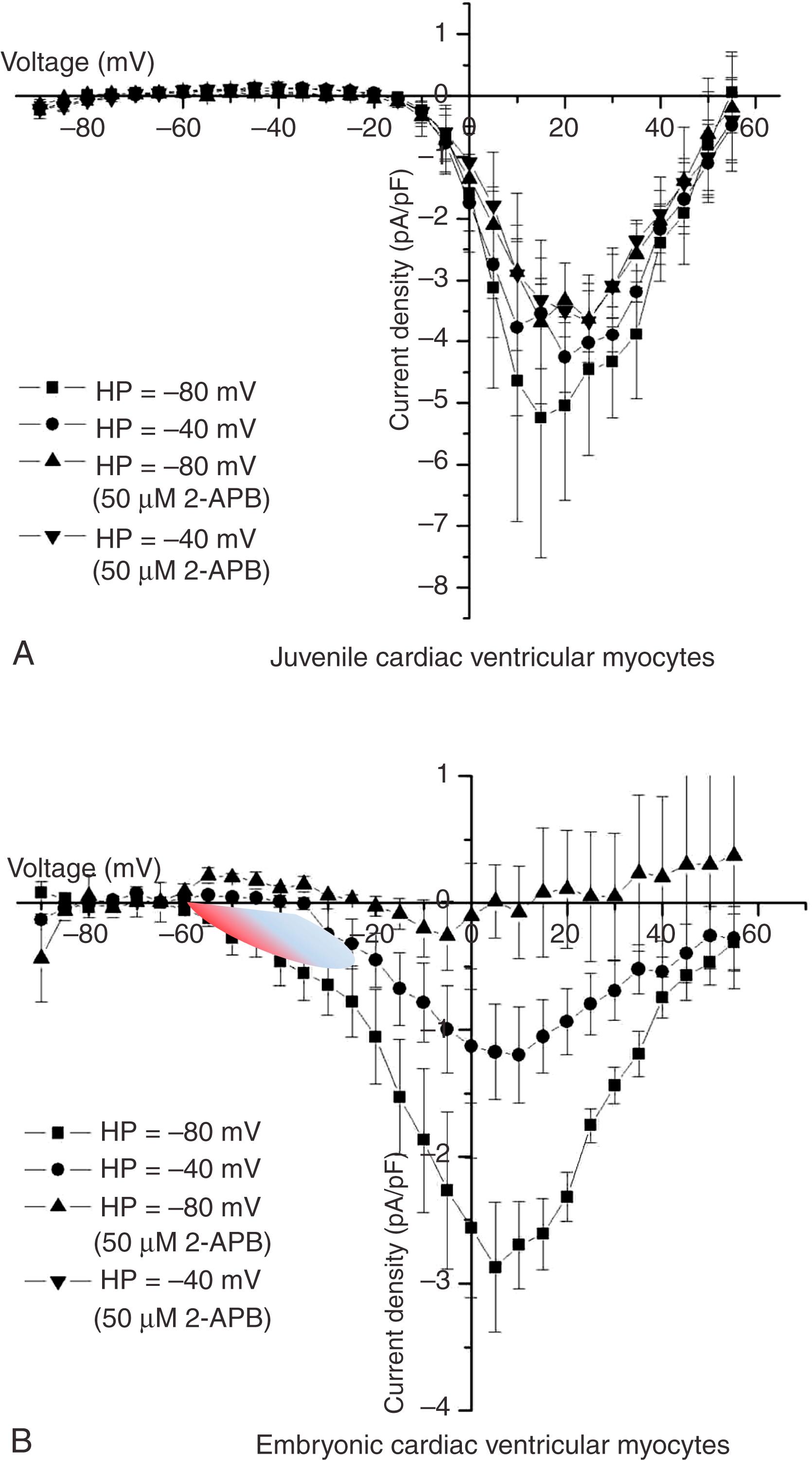 Fig. 10.2, L-type current (I Ca,L ) is the only discernable I Ca in mature cardiac myocytes. I Ca,L and T-type current are simultaneous functional in developing ventricular myocardium. Current-voltage curve for juvenile (1–2 month mouse; A) and embryonic (B) ventricular myocytes. (A) I Ca,L without detectable I Ca,T manifested as equivalent peak current for HPs (V hold ) of −80 and −40 mV. (B) I Ca,T is elicited from V hold −80mV, and it is steady-state inactivated at V hold −40 resulting in no low-voltage-activated current detected on depolarization. The shaded area between −60 and −20 mV indicates the I Ca,T component. 2-APB does not block Ca V 1.2, but it does inhibit non-Ca V 1.2 Ca 2+ current. The 2-APB sensitivity thus illustrates the complex mixture of T-type and multiple L-type currents in the developing myocardium, in contrast to I Ca,L dominated by Ca V 1.2 in mature ventricular cardiomyocytes. HP, Holding potential.