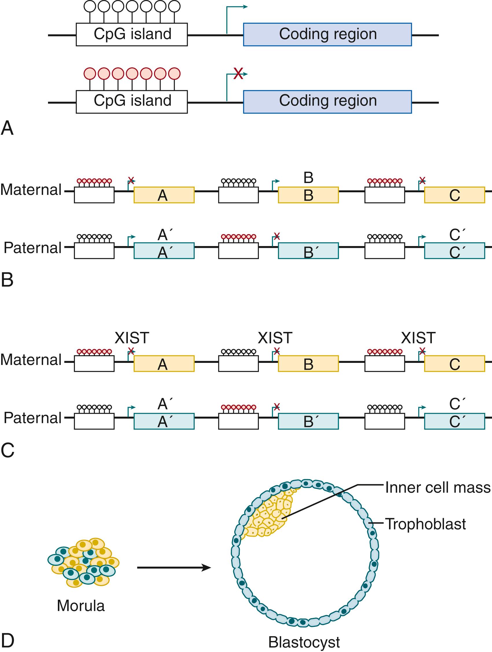 Fig. 4.1, Intrinsic regulation mediates blastocyst differentiation. (A) Regulatory regions are methylated on cytosines, thereby reducing gene transcription. (B) Maternal and paternal genes bear different methylation and hence gene expression patterns. This imprinting is transferred to daughter cells. Here, the maternally derived DNA expresses protein B while its paternal counterpart expresses A′ and C′. (C) Balanced expression requires that in each cell, one X chromosome be randomly inactivated by XIST. Gene expression by that cell is thus dependent on the parental source of the active chromatin. (D) The parental source of the active X chromosome determines whether that cell segregates to the inner cell mass or to the trophoblast.