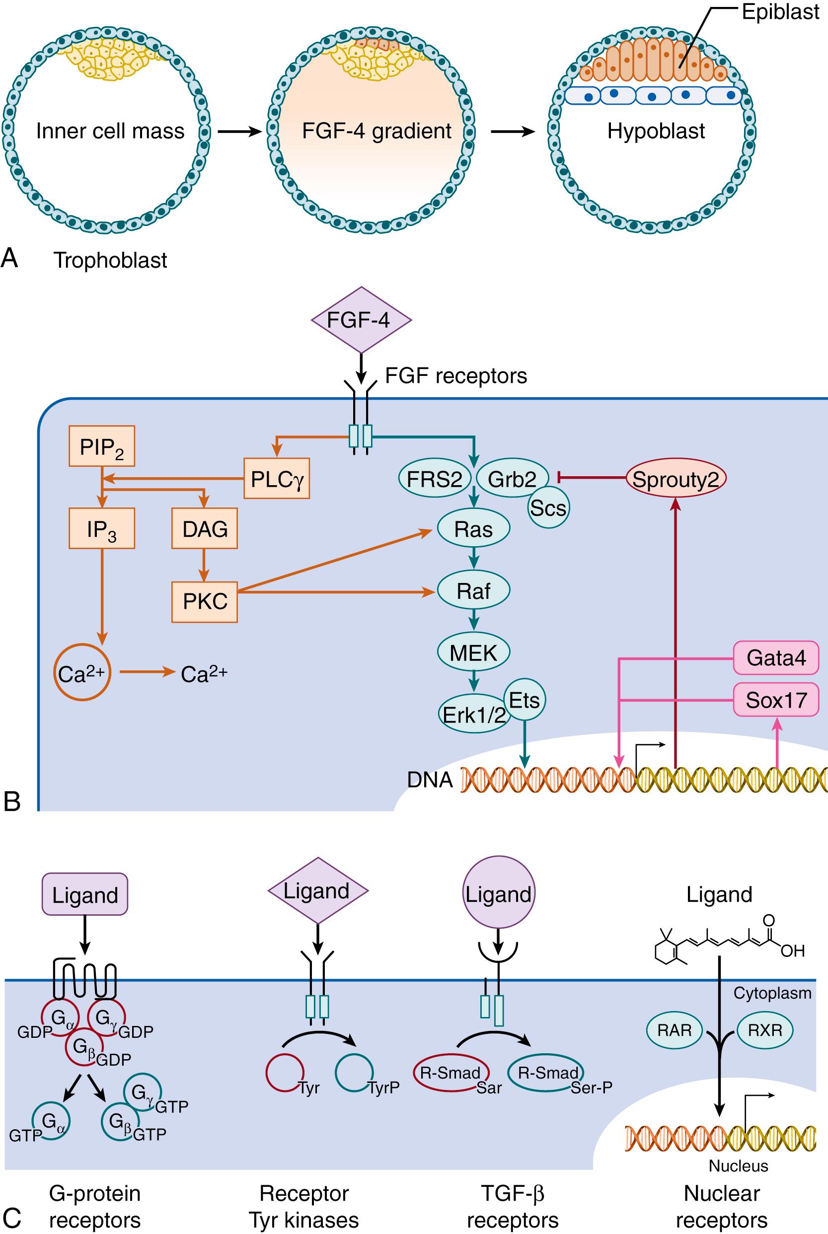 Fig. 4.2, Extrinsic regulation mediates formation of the bilayer germ disk. In the blastocyst (A), production of fibroblast growth factor (FGF) -4 by differentiating epiblast cells (red) confers extrinsic regulation upon yet undifferentiated cells by inducing them to differentiate into the hypoblast (blue) . These receptor families include the seven-transmembrane domain receptors, which activate and release G proteins upon ligand binding; the receptor tyrosine kinases, which phosphorylate intracellular signaling proteins; the transforming growth factor-β (TGF-β) family receptors, whose signals are primarily mediated by serine-threonine phosphorylated Smad proteins; and nuclear receptors that, when complexed with lipid-soluble factors (here, retinoic acid), translocate to nucleus to directly bind DNA promoters. Although receptor families are associated with a dominant pathway, multiple signaling processes are initiated by ligand binding. For example, FGF-4 binds specific receptors to initiate the ERK MAP kinase pathway (B, green) . This pathway is comprised of the FRS2 and Grb2 adapters, the Sos GTP-exchange protein, and the Ras, Raf, MEK, and ERK1/2 kinases. Ultimately, transcription factors such as Ets are activated to bind regulatory elements that induce the transcription of multiple genes. These genes include Gata4 and Sox17, which induce their own expression (an example of positive feedback) and Sprouty2, an antagonist of FGF signaling (an example of negative feedback). FGF also activates phospholipase C (PLC) -γ to initiate protein kinase C (PKC) and calcium-mediated signaling processes (blue) . Extrinsic regulation is conferred by soluble factors that signal through families of receptors (C).