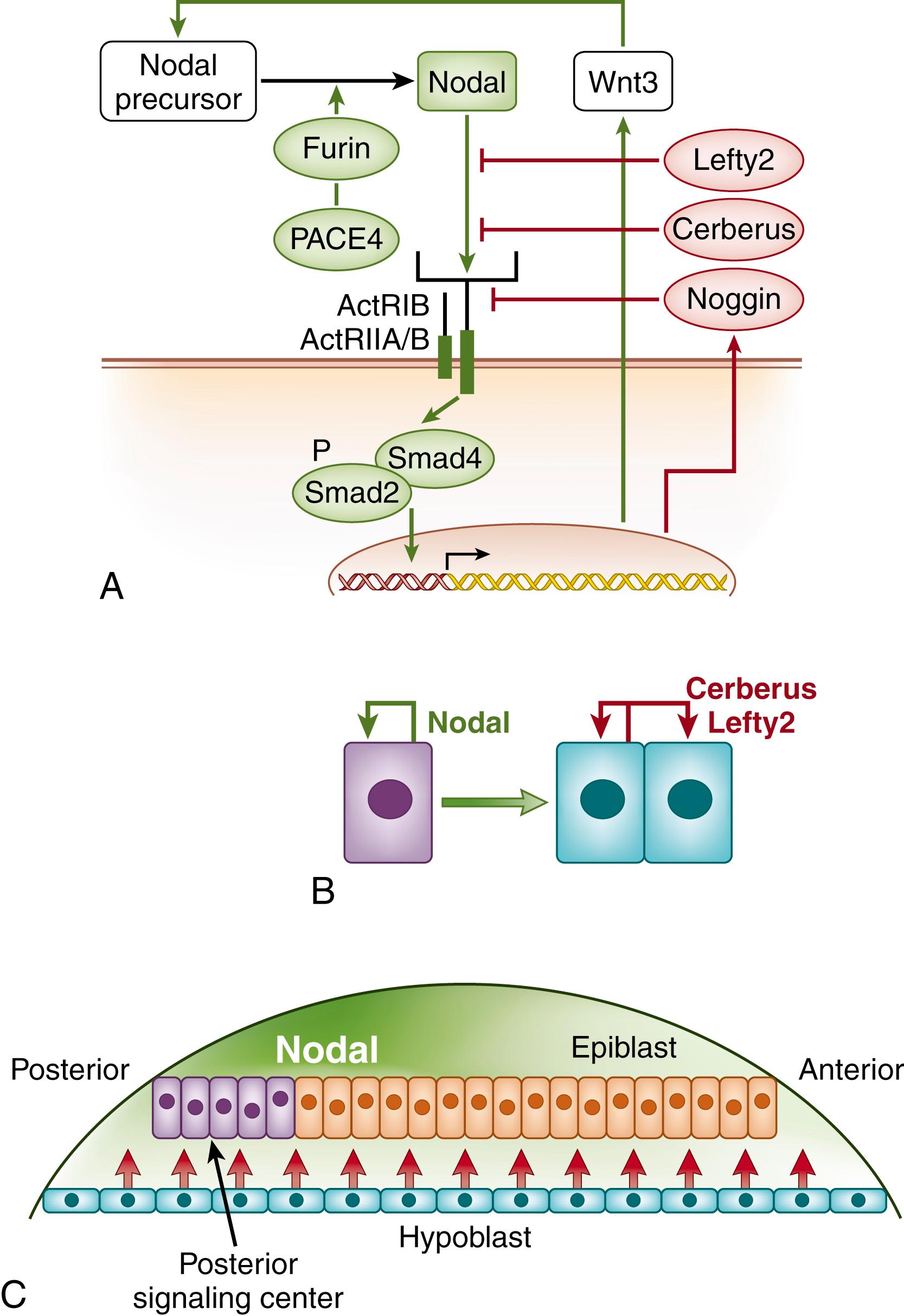 Fig. 4.3, Signaling centers are established by positive and negative feedback. (A) Nodal is a transforming growth factor-β family member that signals through activin type I and II receptors (ActRIB and ActRIIA or ActRIIB). Receptor activation results in the phosphorylation of cytoplasmic Smad3 and Smad4. These then translocate to the nucleus where they bind the promoters of multiple genes. Among the genes induced is Wnt3, which induces Nodal and thereby confers positive feedback on Nodal signaling, and the Nodal inhibitors Lefty2, Cerberus, and Noggin, which represent negative feedback. (B) Nodal effects vary by tissue. Nodal maintains its own expression in the epiblast (purple) but induces the expression of Nodal inhibitors in the hypoblast (light blue) . (C) The combination of these autoactivation and autoinhibitory effects restricts Nodal expression to a signaling center in the posterior epiblast.