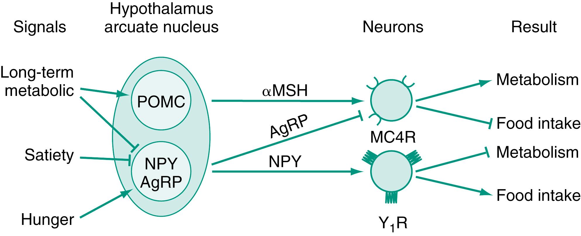 Fig. 13.1, Integration of signals regulating food intake and metabolism by the components of the arcuate nucleus of the hypothalamus. AgRP , Agouti-related peptide; MC4R , melanocortin receptor; αMSH , α-melanocyte-stimulating hormone; NPY , neuropeptide Y; POM C, proopiomelanocortin.