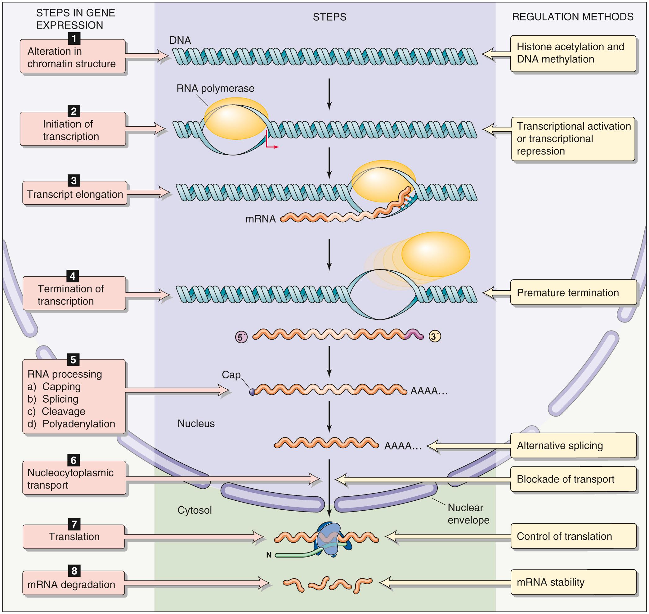 Figure 4-4, Steps in gene expression. Nearly all of the eight steps in gene expression are potential targets for regulation.
