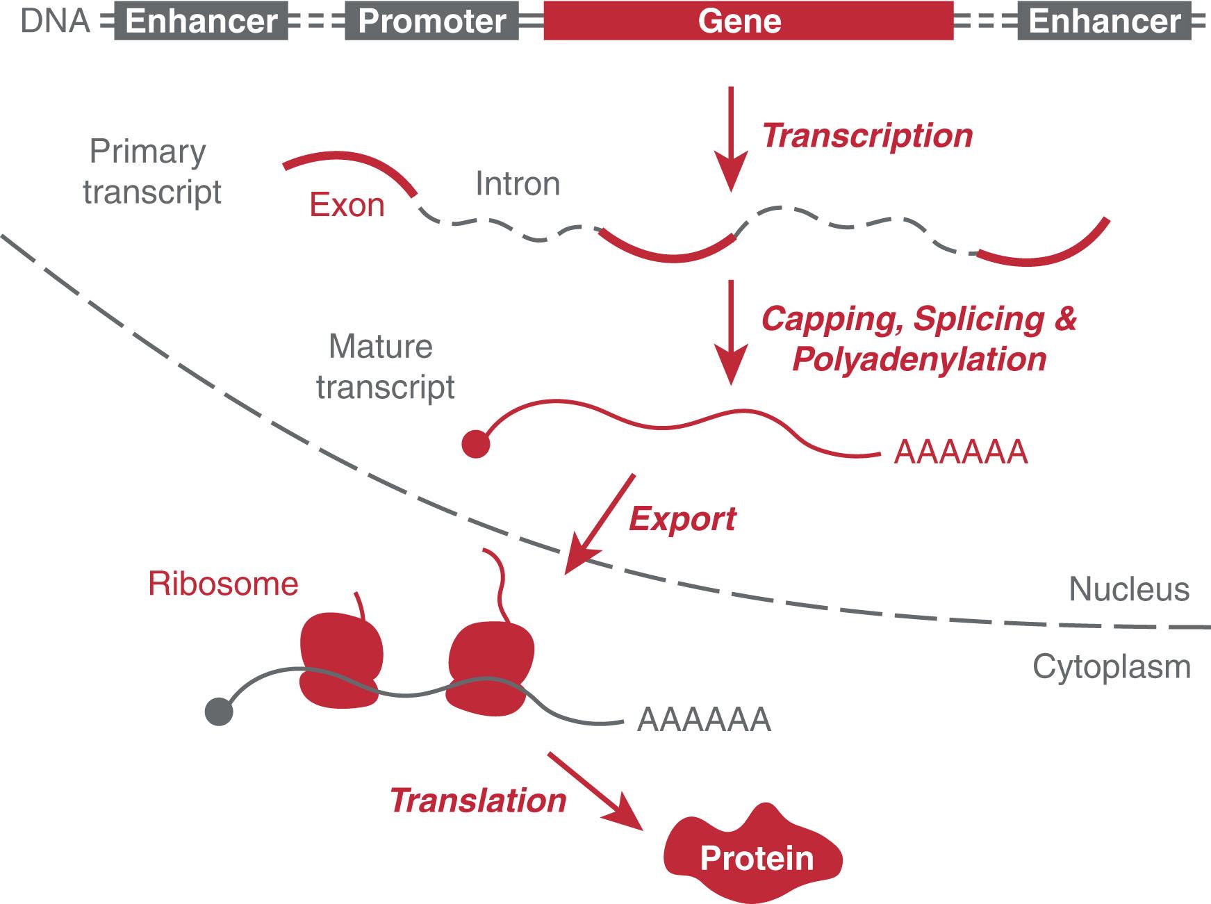 Figure 4.1, OVERVIEW OF GENE EXPRESSION FROM DNA TO PROTEIN VIA RNA.