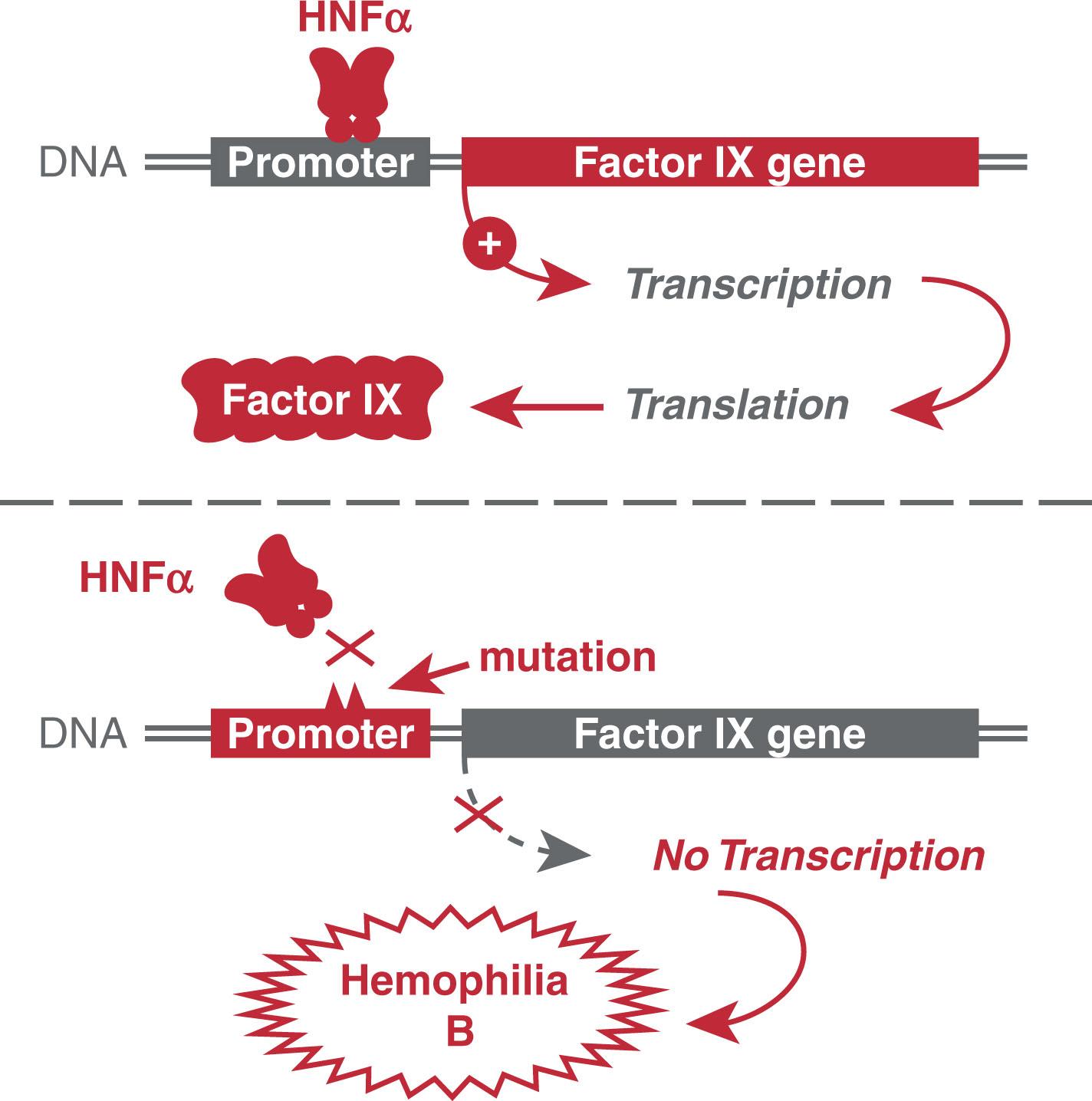 Figure 4.2, ROLE OF TRANSCRIPTION FACTORS IN THE REGULATION OF EUKARYOTIC GENE EXPRESSION.