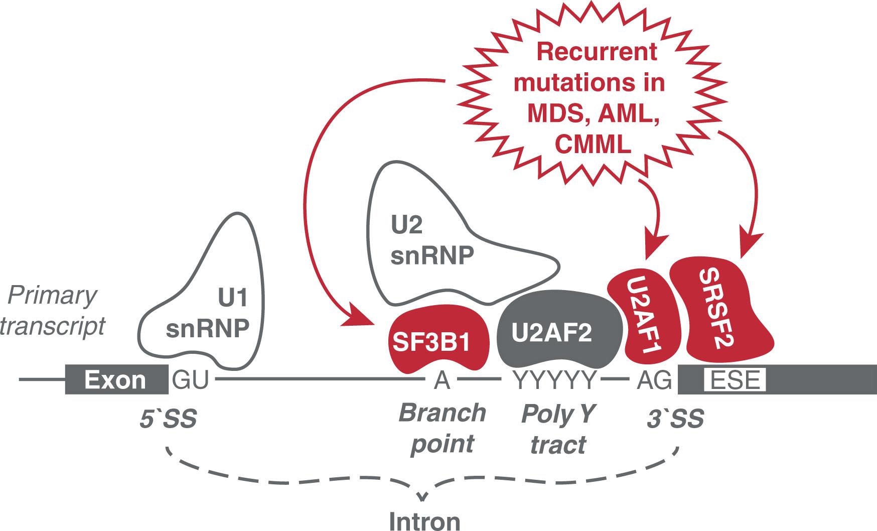 Figure 4.3, DESCRIPTION OF THE CANONICAL SPLICING JUNCTION, HIGHLIGHTING SPLICING FACTORS RECURRENTLY MUTATED IN HEMATOLOGIC MALIGNANCIES.