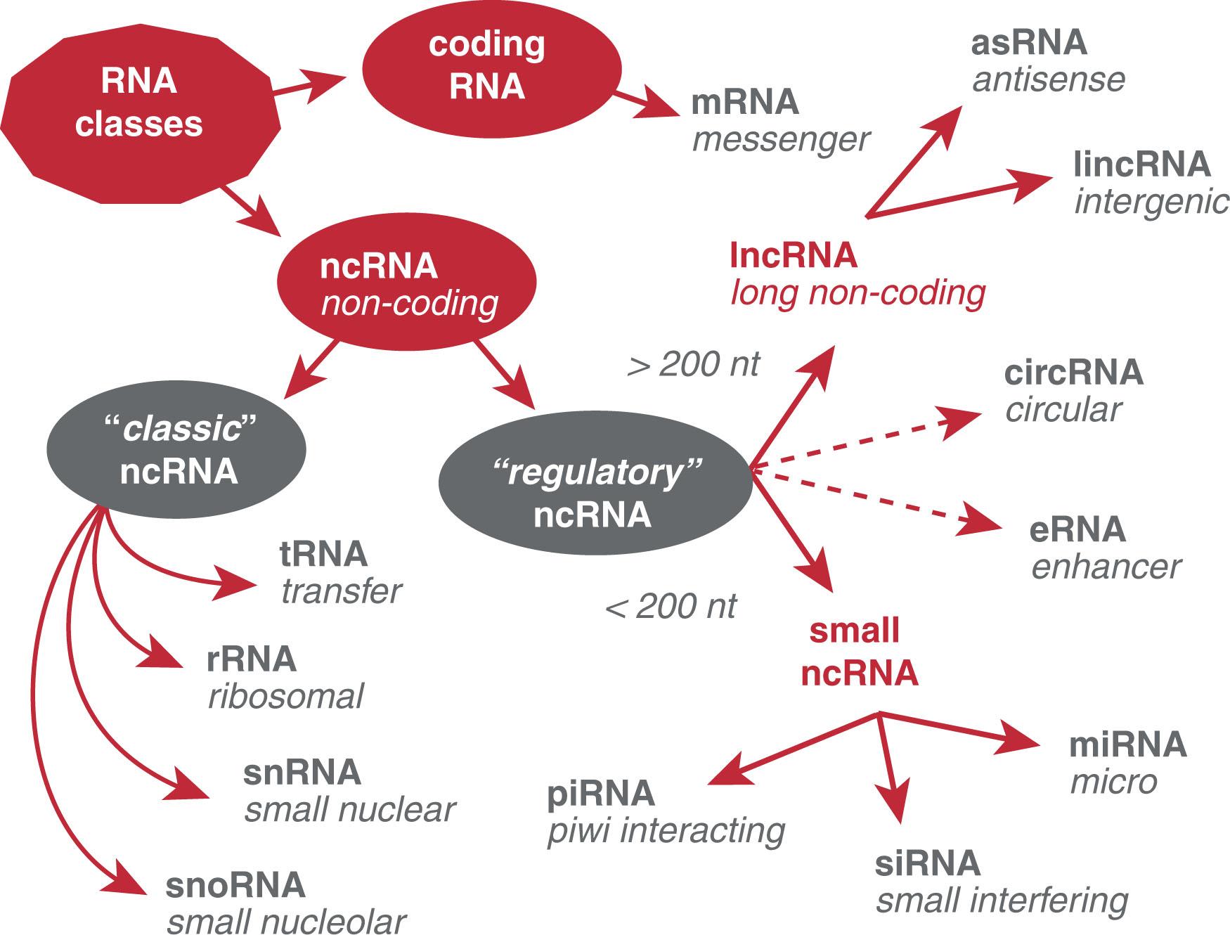 Figure 4.4, HIERARCHY OF RNA CLASSES DEFINED BY FUNCTION, BIOGENESIS, AND SIZE.