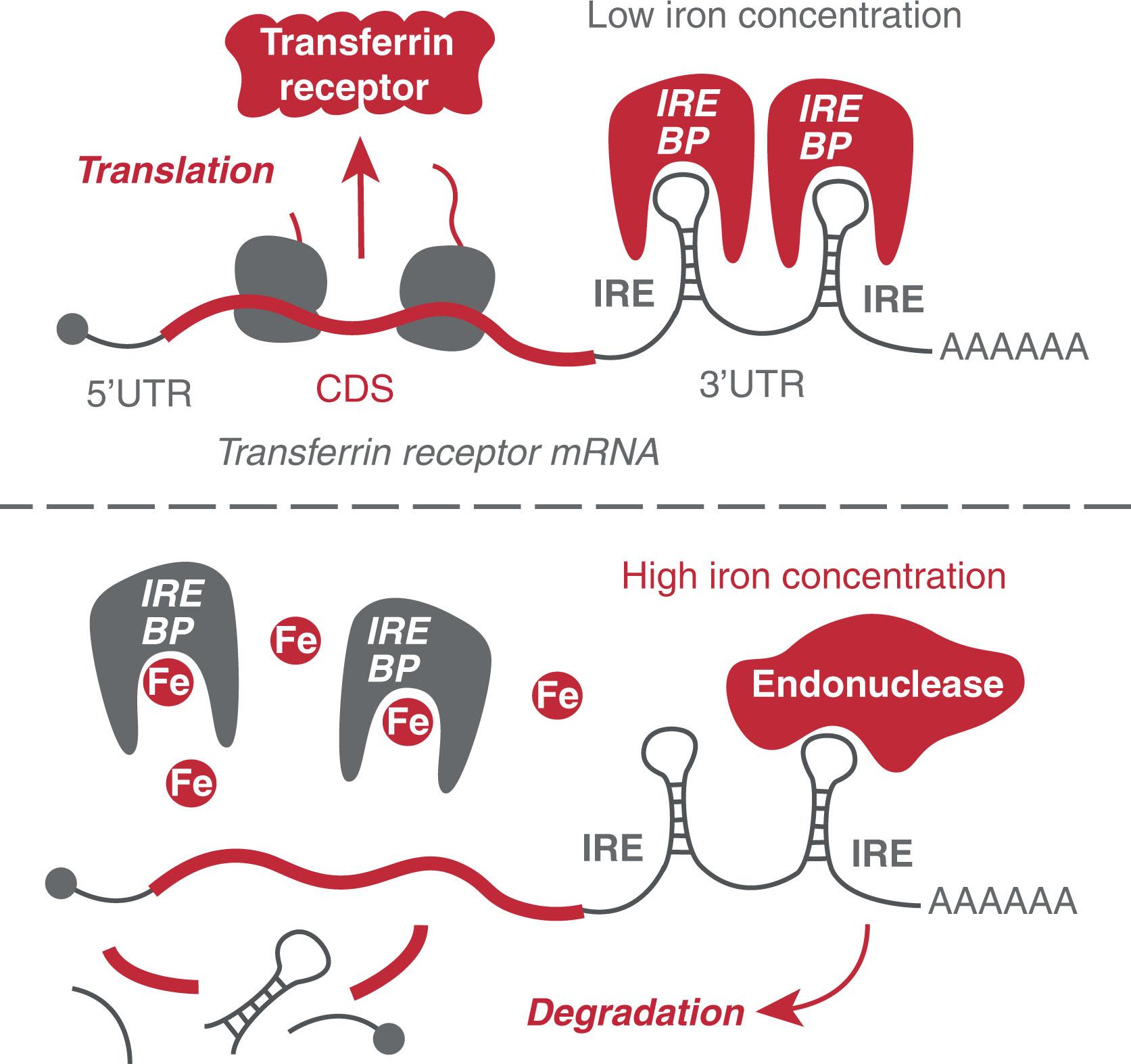 Figure 4.5, CONTROL OF TRANSFERRIN RECEPTOR EXPRESSION BY RNA STABILITY.