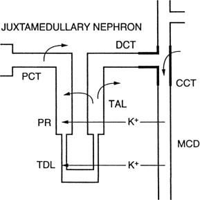 Figure 49.8, Sites of K + movement into and out of the nephron.
