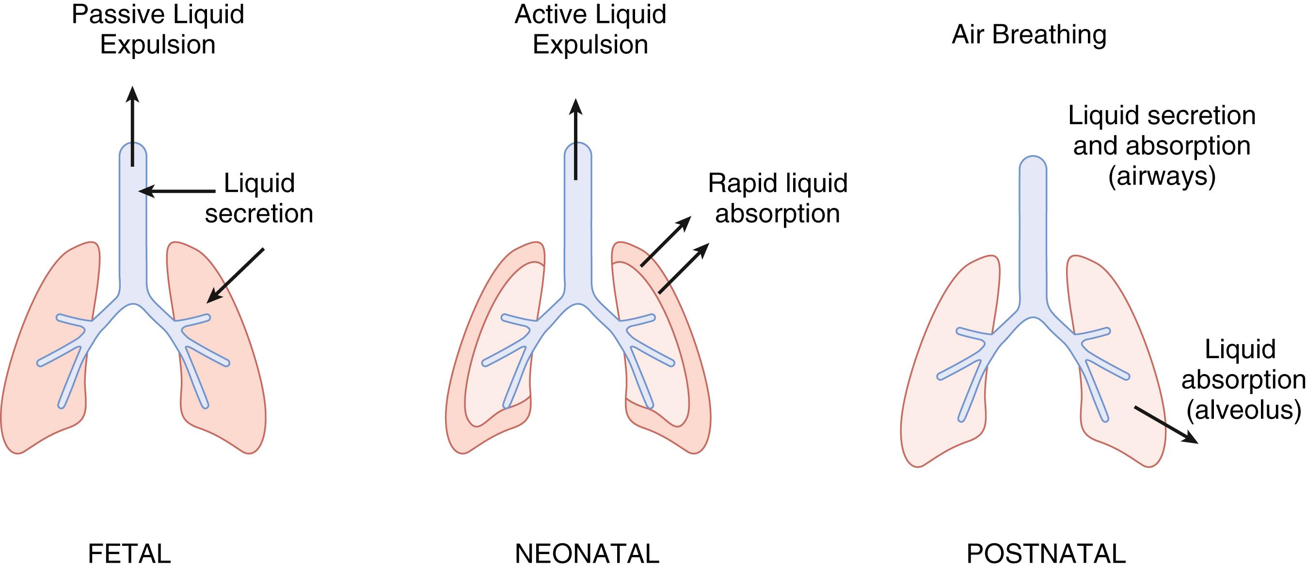 Fig. 59.1, Fetal, neonatal, and postnatal phases of liquid flow across lung epithelia.